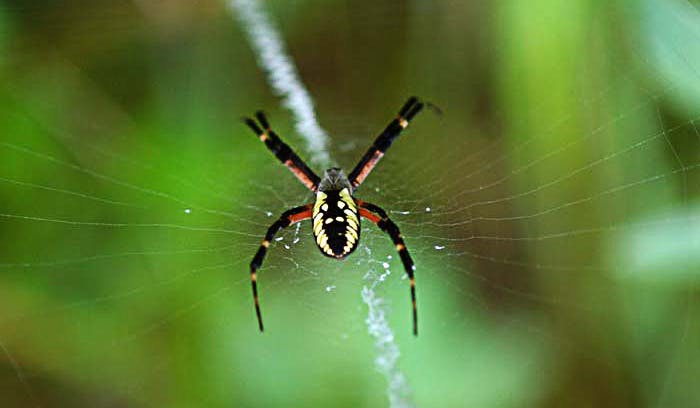 Image for New Guide for Common Spiders of the Chicago Region
