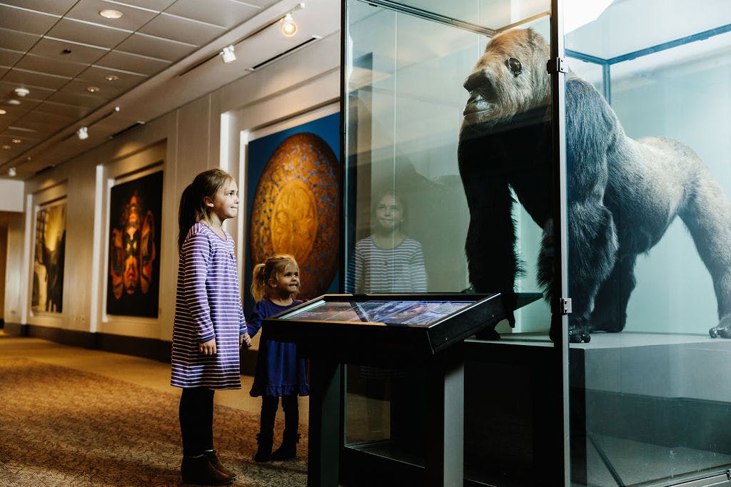 Two young girls look up at a taxidermied gorilla in a glass display case. The gorilla’s head is angled such that it appears to be making eye contact with the children. A digital rail, a screen on a stand, is positioned in front of the case. In the background, large-scale photographs of objects are affixed to the wall.