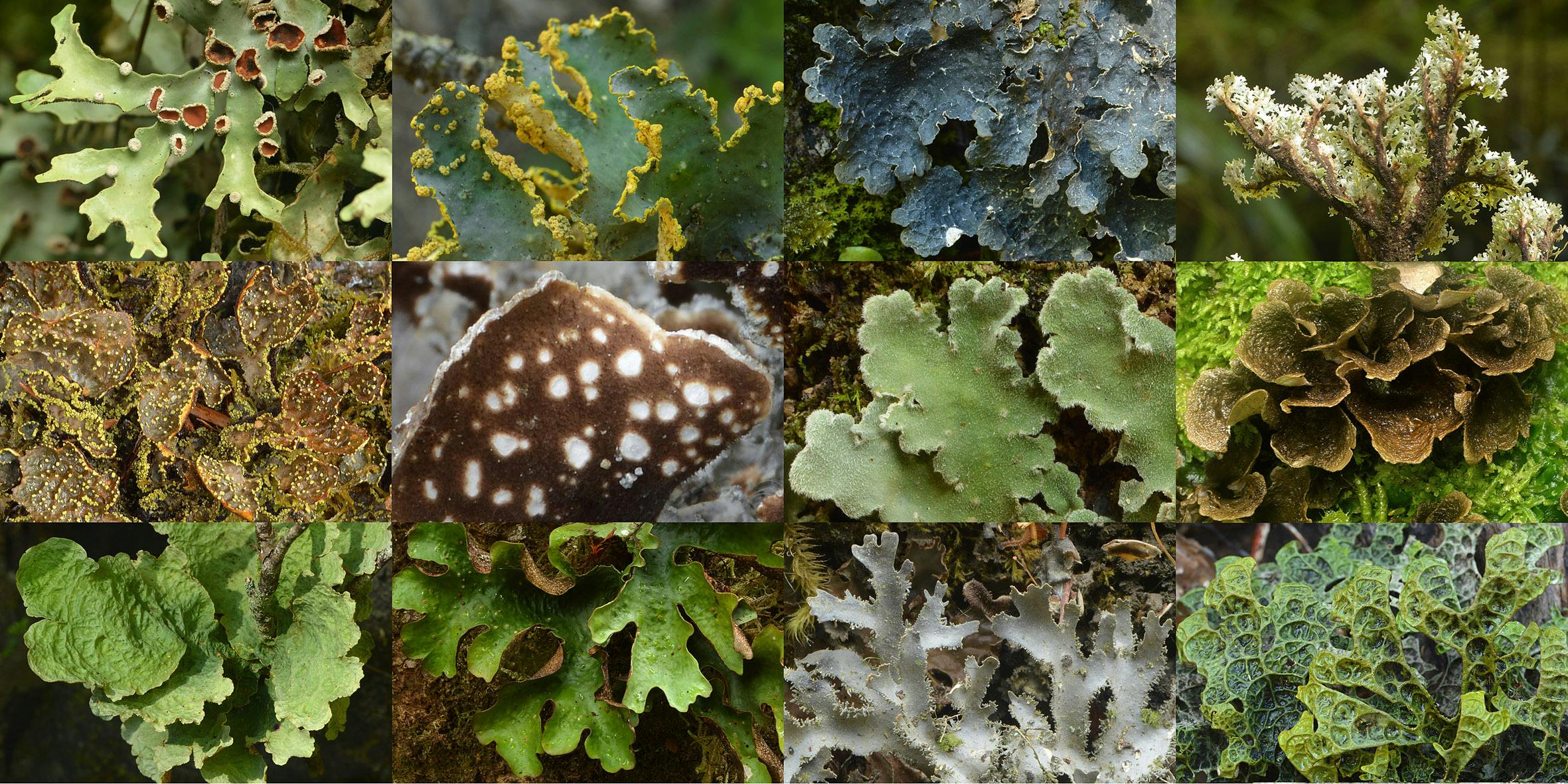 A selection of charismatic Lobariaceae lichens in New Zealand