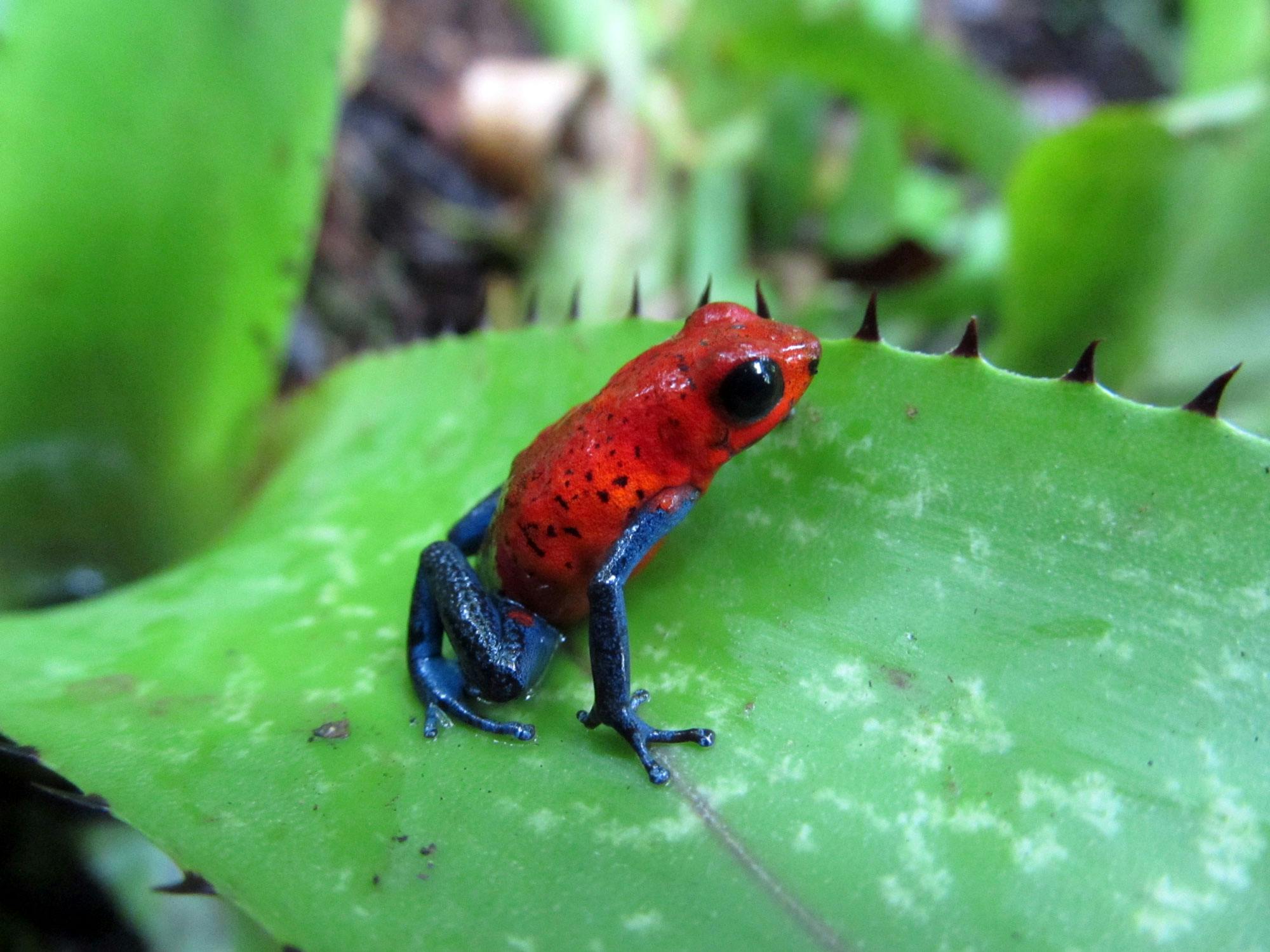 A bright red frog with blue legs perches on a wide green leaf that has spikes along its edges.