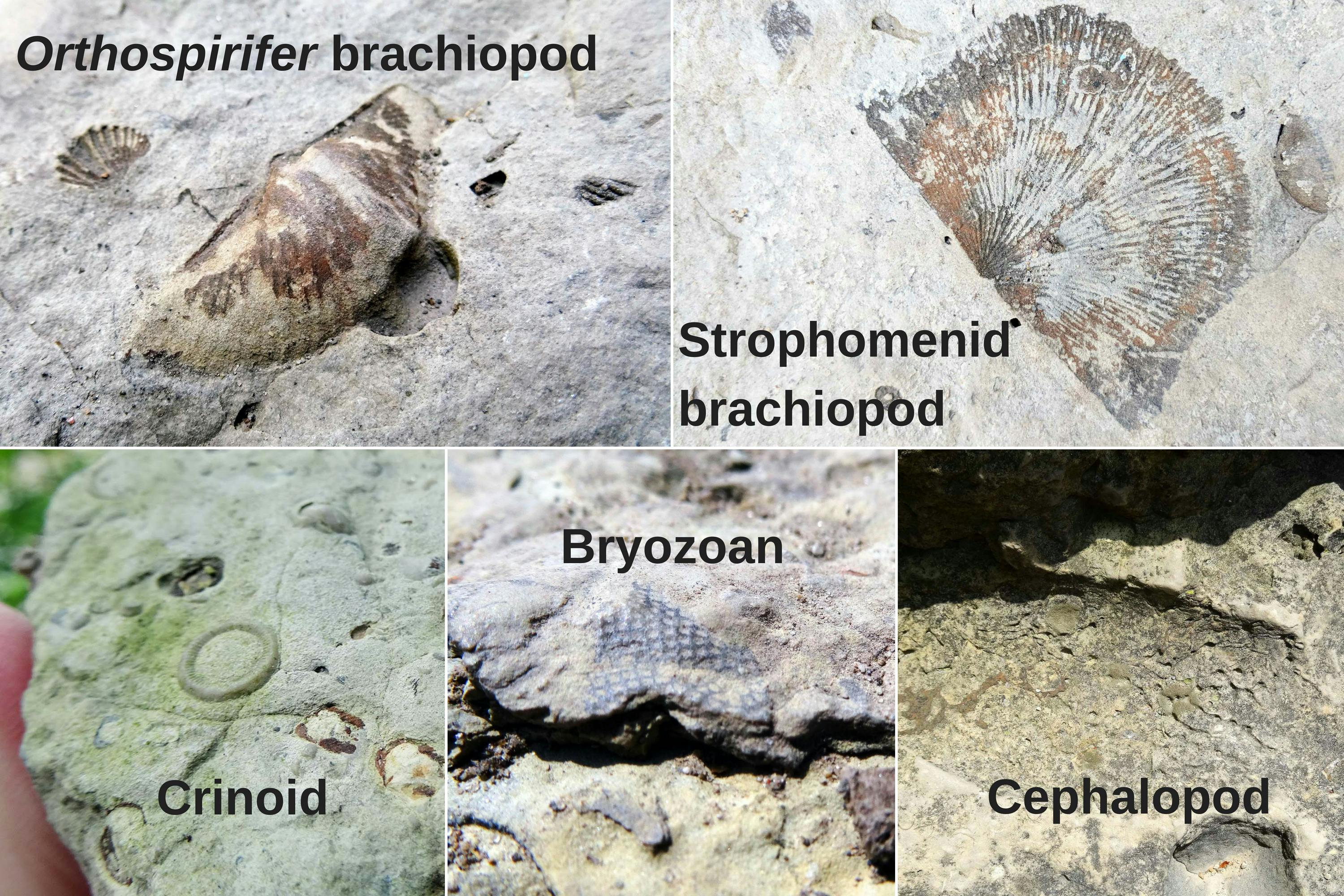 Five images of fossils are combined into a grid. Each fossil has text identifying it. A rounded seashell protruding from rock is labeled as an Orthospirifer brachiopod; a flat, leaf-like seashell is labeled as Strophomenid brachiopod; a circular ring in rock is a crinoid; a lacy fossil on a rock surface is a bryozoan; and a wavy depression in rock is a cephalopod.