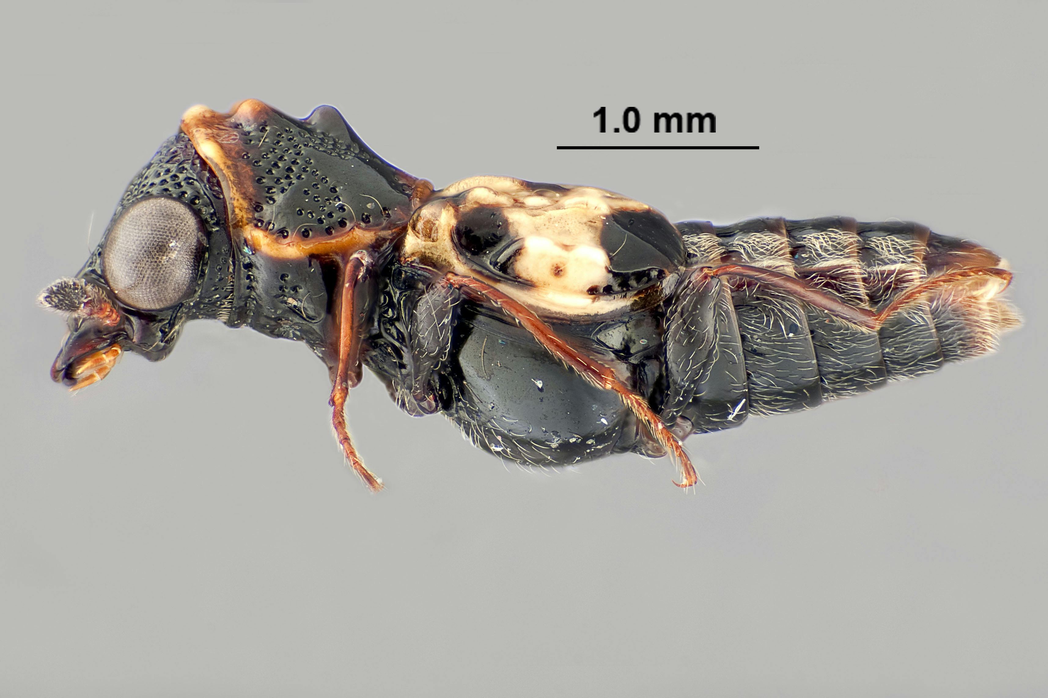 A very close-up, high resolution photograph of a beetle that has a mostly black body with orange-brown legs and yellow hairs and the backend of the body. Its eyes appear very large and globular.