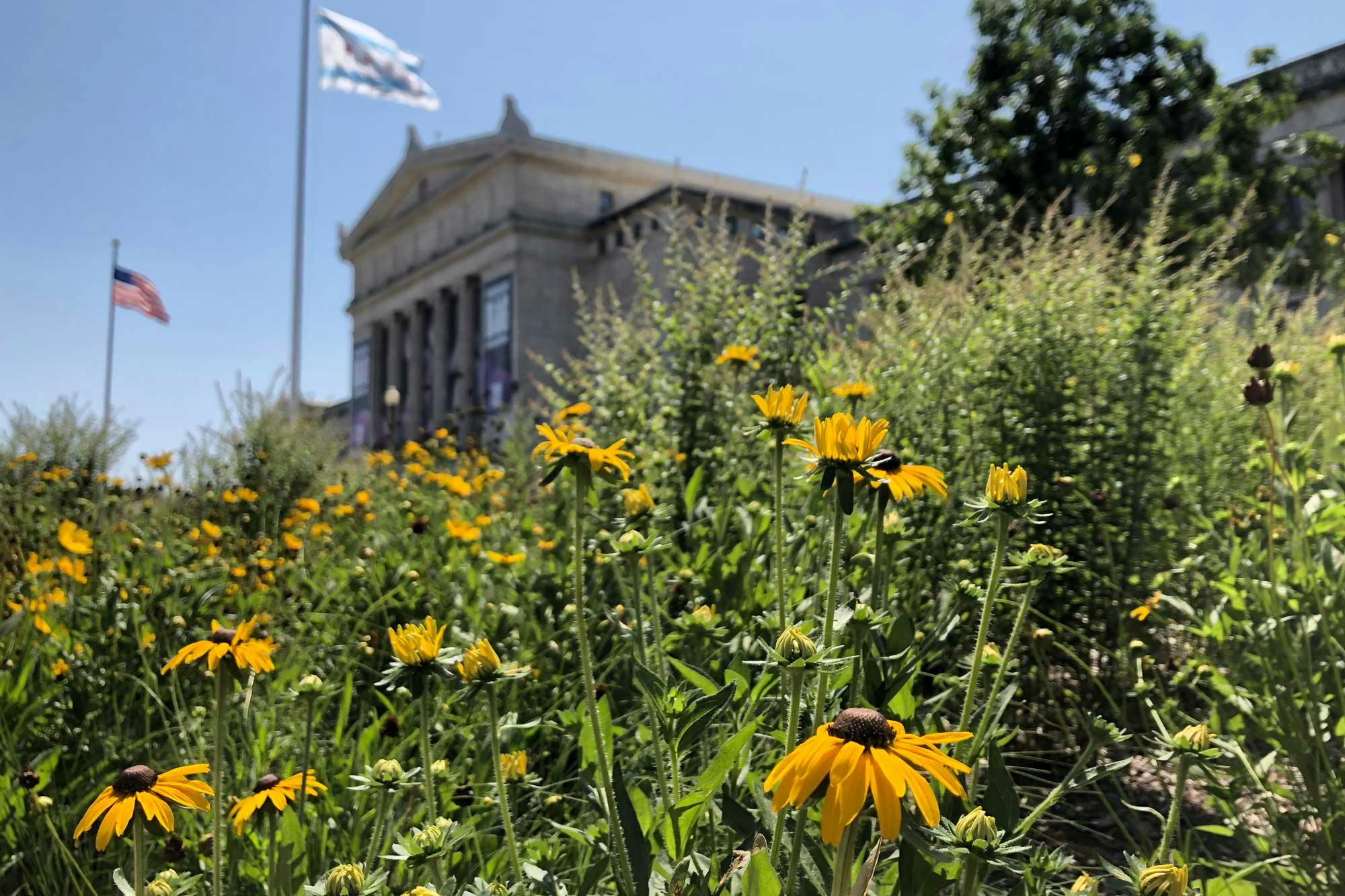 Black-eyed Susans in the foreground with the North side of the Field Museum in the background.