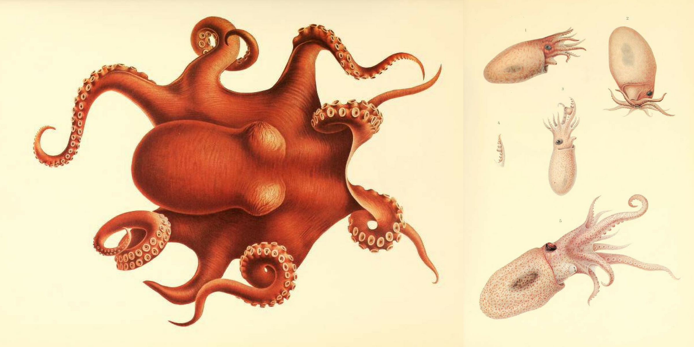 Illustration of large orange octopus; illustration from different angles of a pink speckled octopus