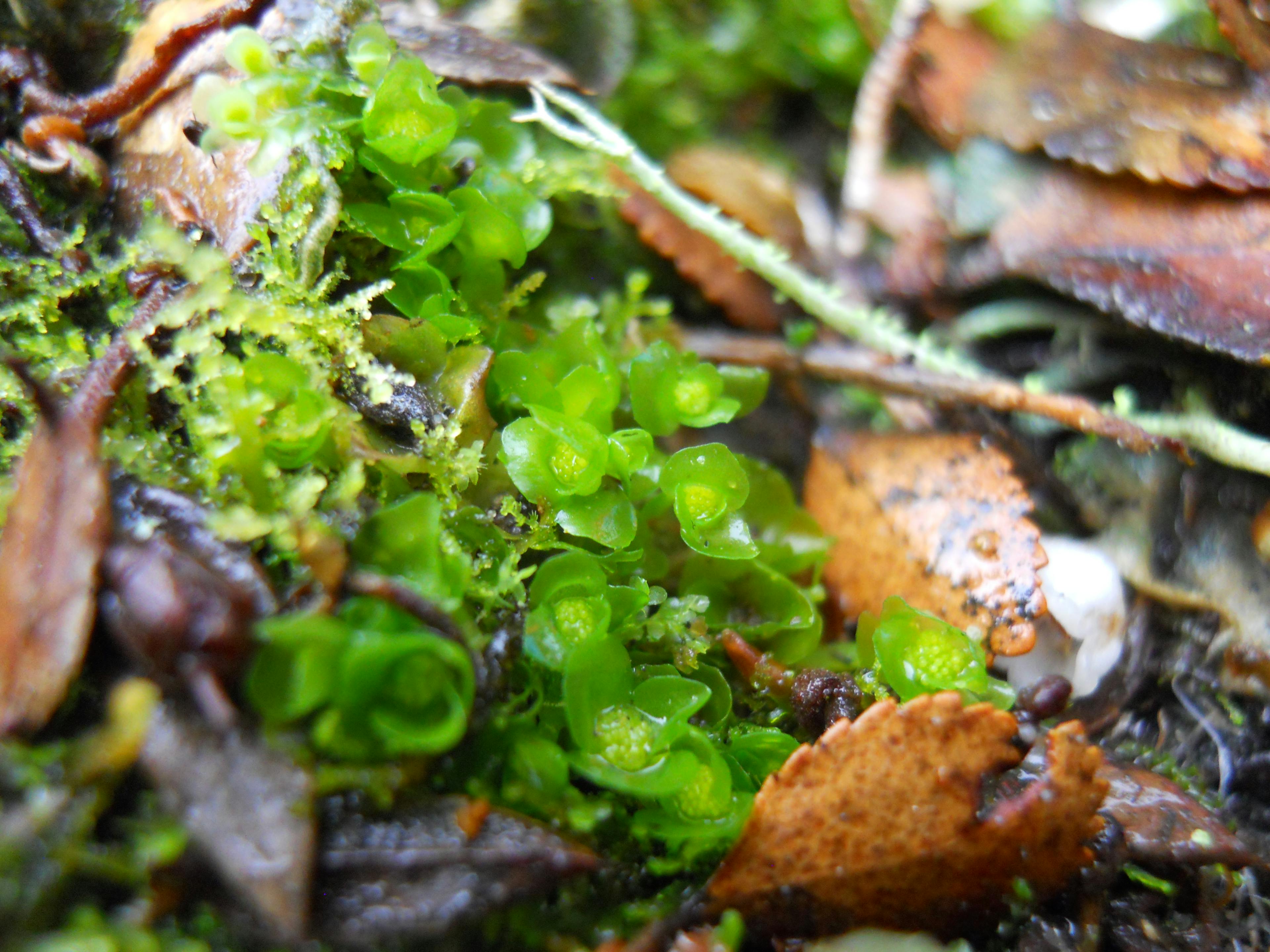 Image for Bryophytes: Closest Living Relatives of Early Land Plants