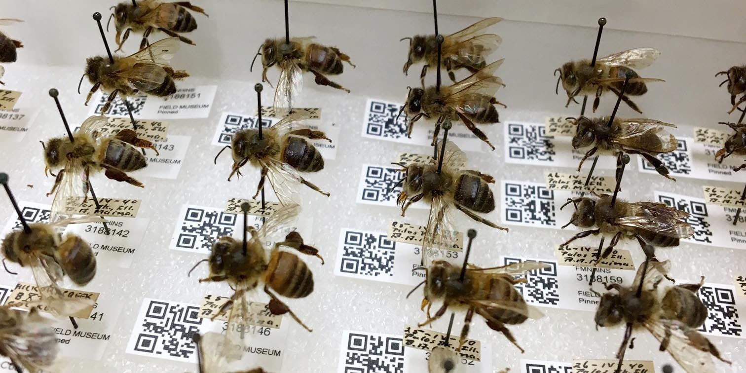 Rows of pinned bee specimens
