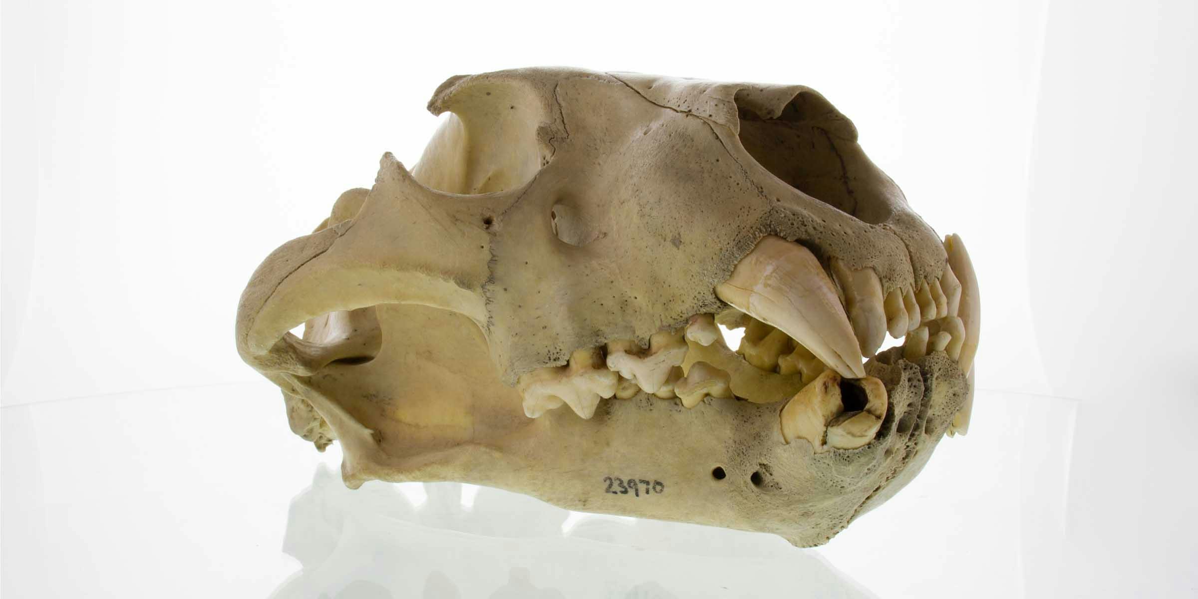 A yellowed animal skull with large canine teeth, on a white surface and backdrop