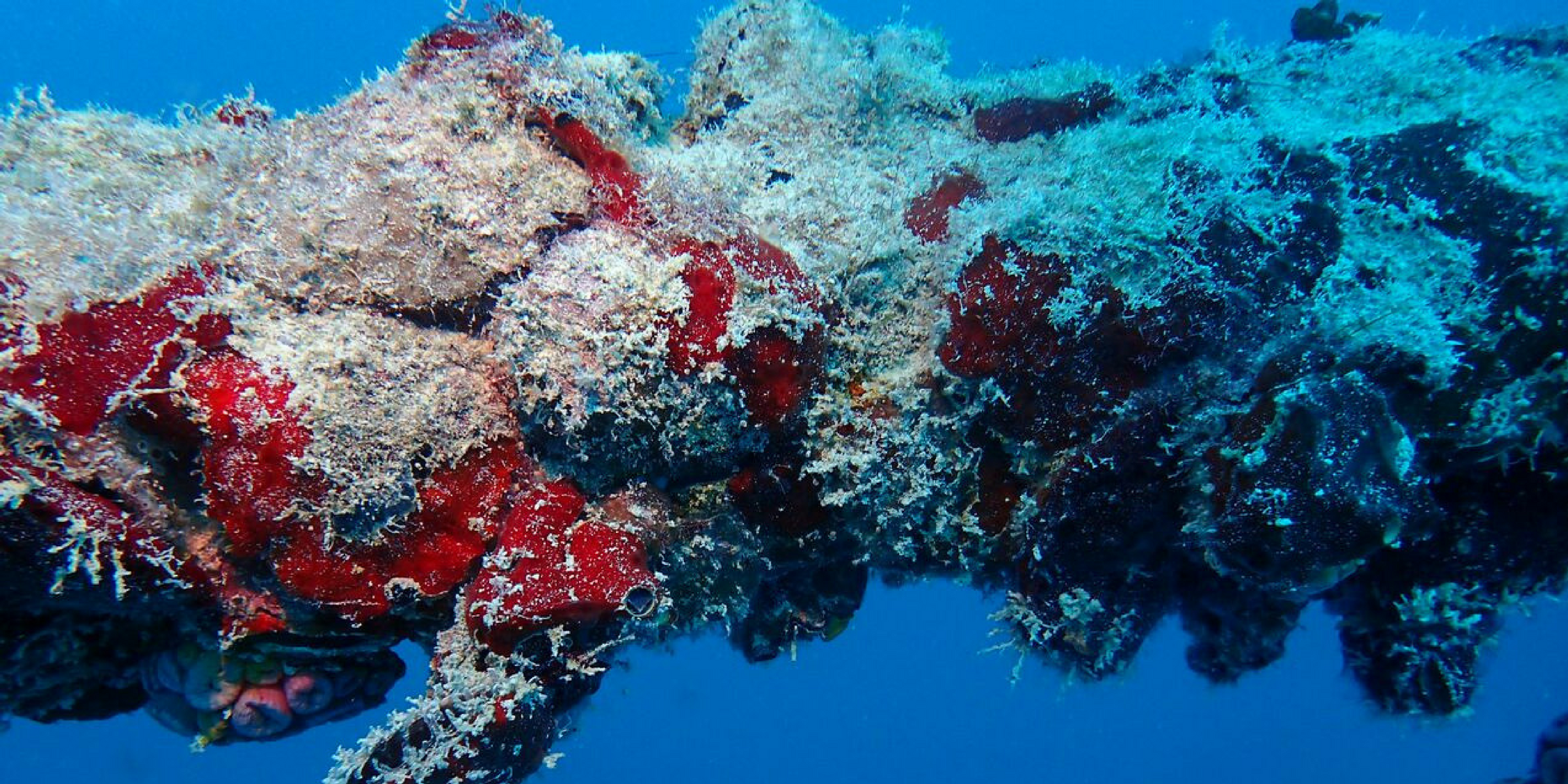 An undersea view of bright red and white coral-like structure