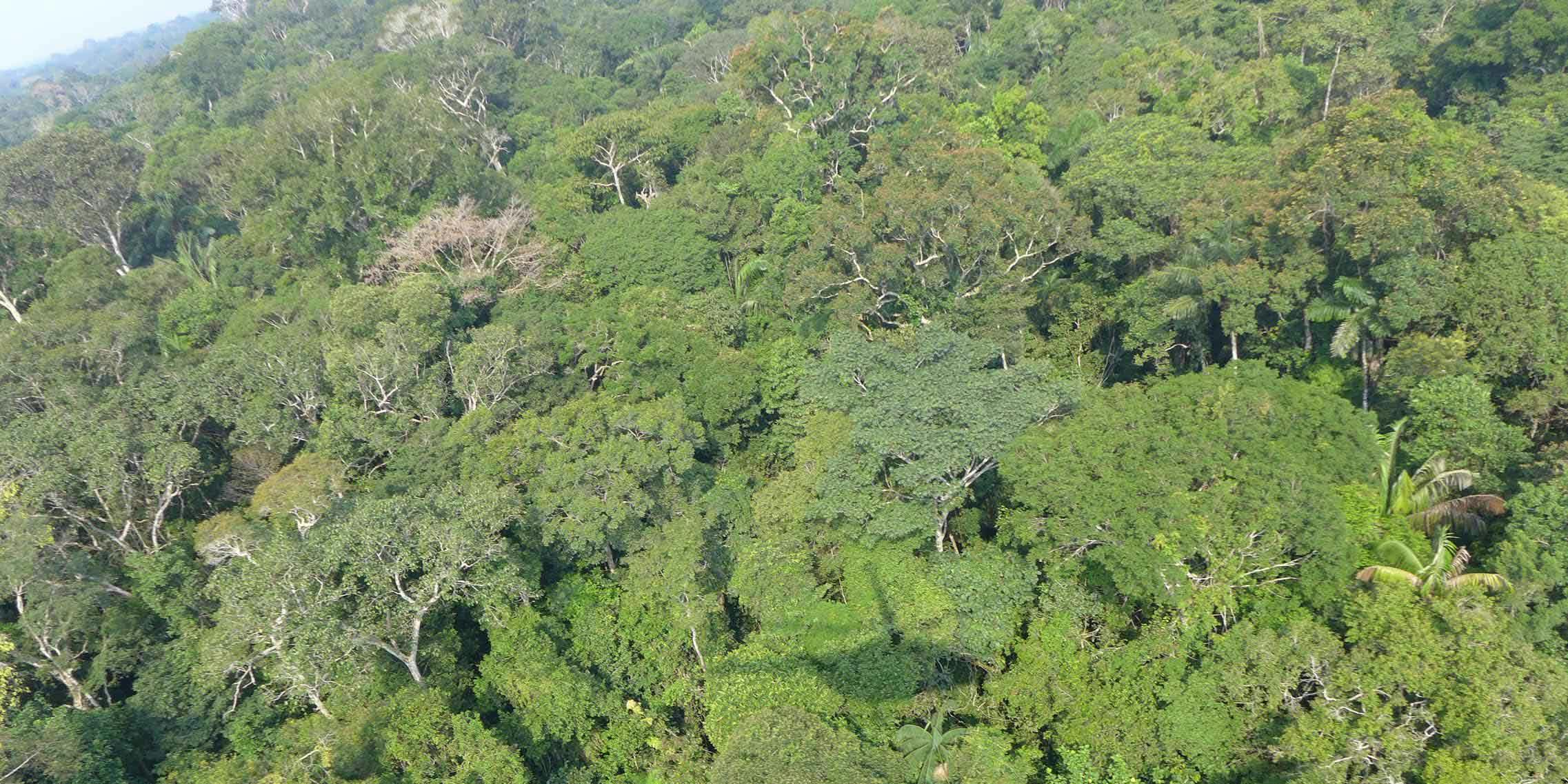Aerial view of dense green treetops