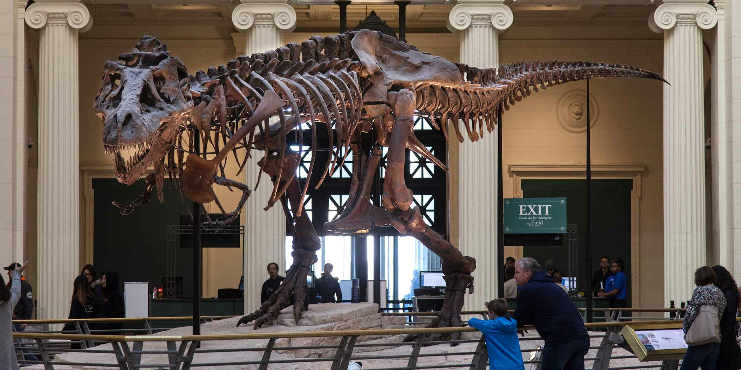 A large T. rex skeleton on display in a museum, with people looking at it and columns in the background