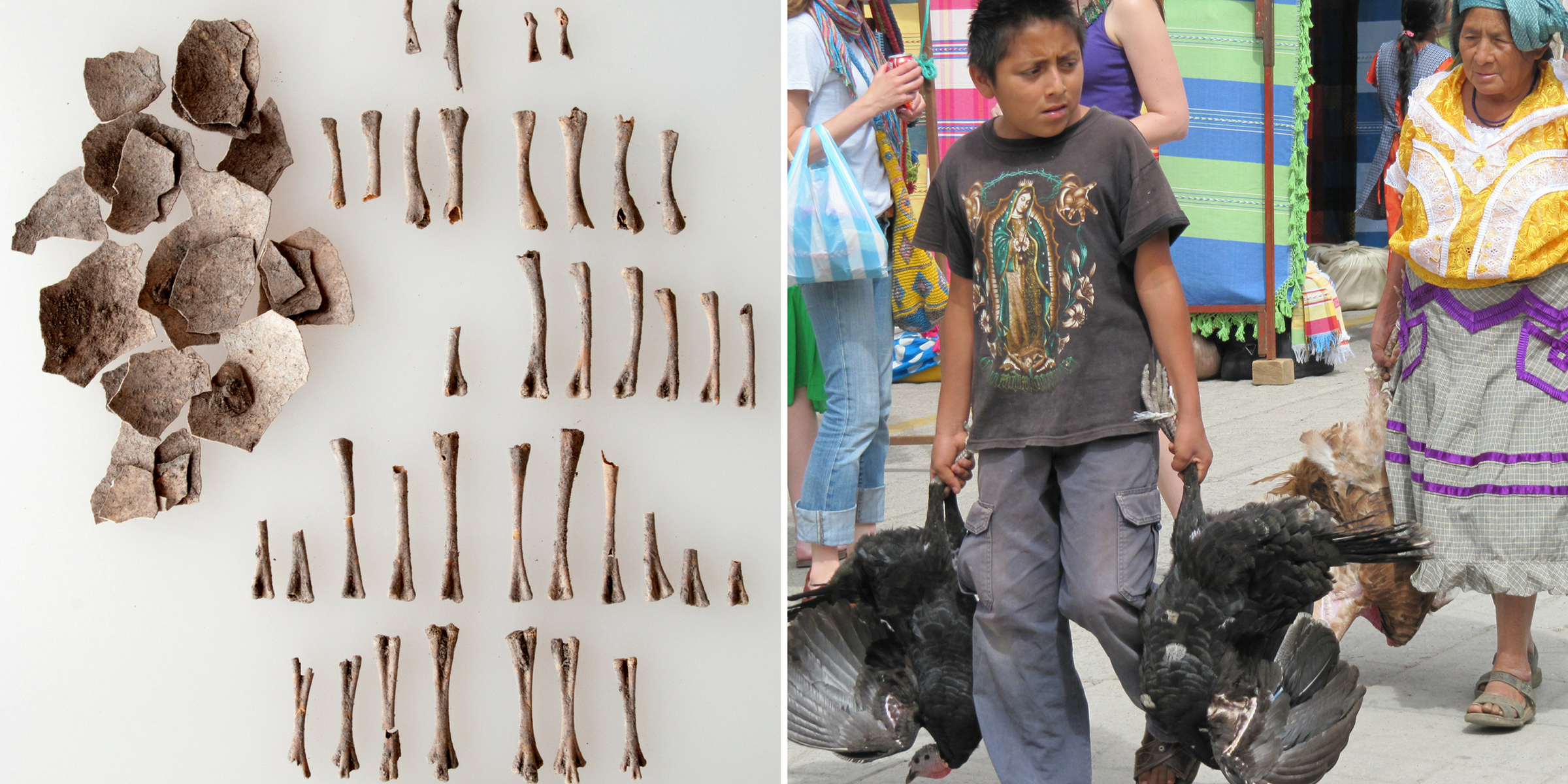 Left: Pieces of eggshell and small bones laid out in rows. Right: A young boy and an older woman carry live turkeys by the feet through a market.
