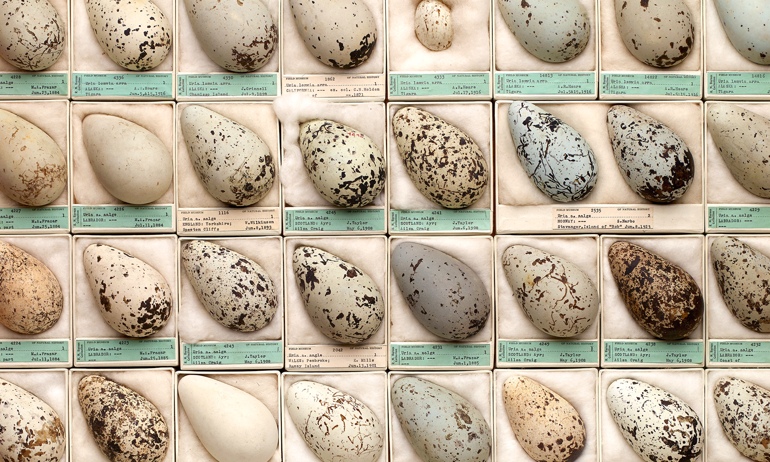 Eggs from The Field Museum's collection, each in its own tray, aligned in rows.