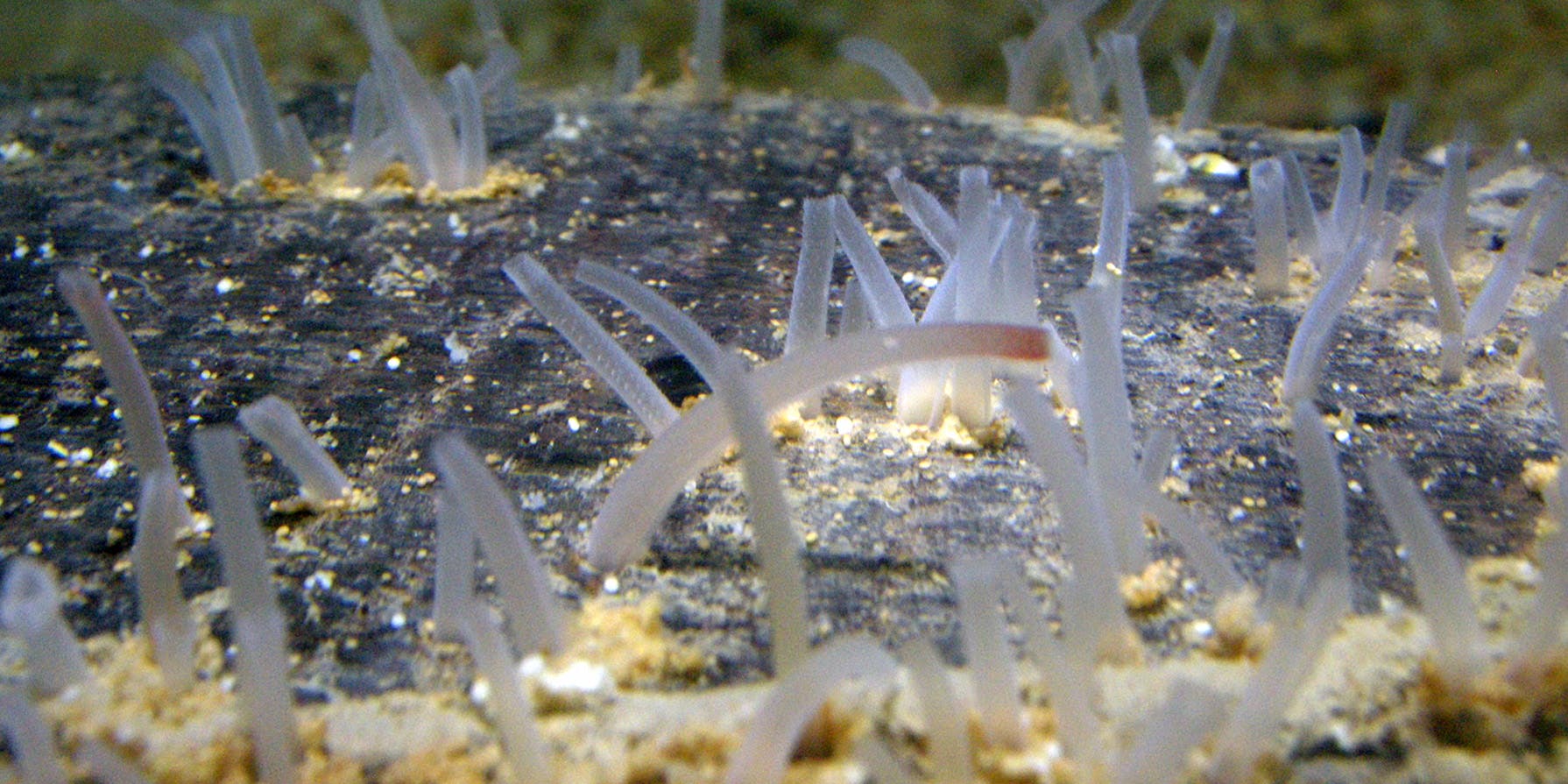 Close-up image of small blue-ish, purple-ish tubes underwater