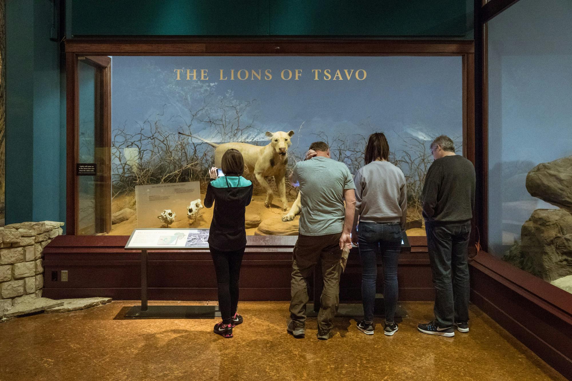 Four visitors stand together in front of two Lions of Tsavo dioramas. The leftmost visitor takes a picture of two lion skulls displayed on pedestals near the lions inside the diorama case.