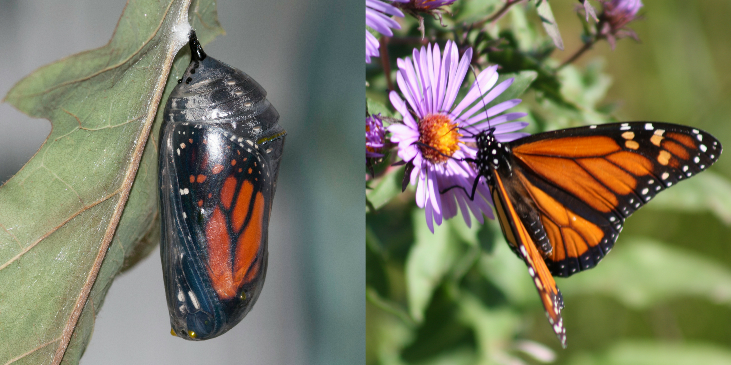 A butterfly cocoon, and an orange and black butterfly on a purple flower.