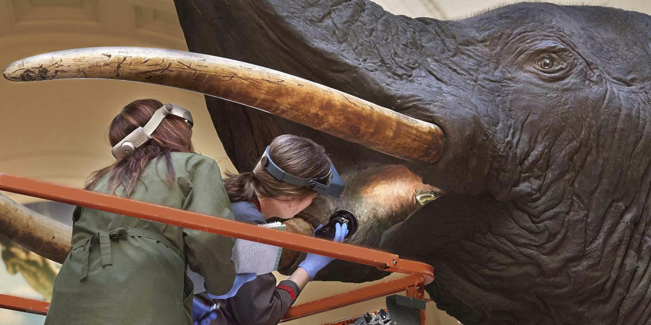 Two women wearing headlamps peer into the mouth of a large taxidermy elephant
