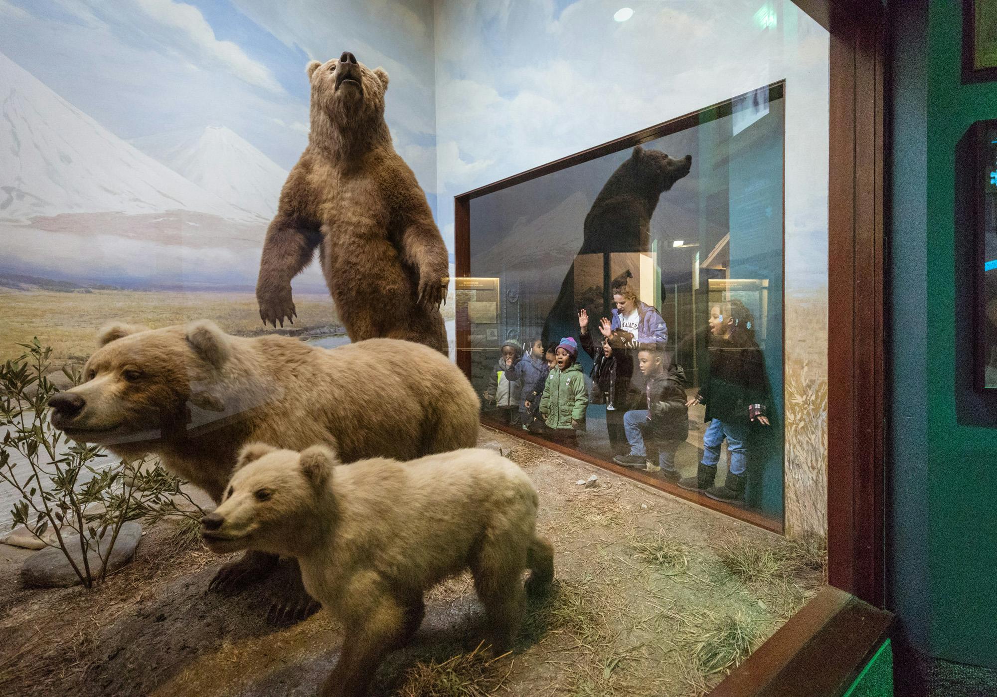 Students gather around a window to peer into a diorama featuring three bears in their natural habitat.