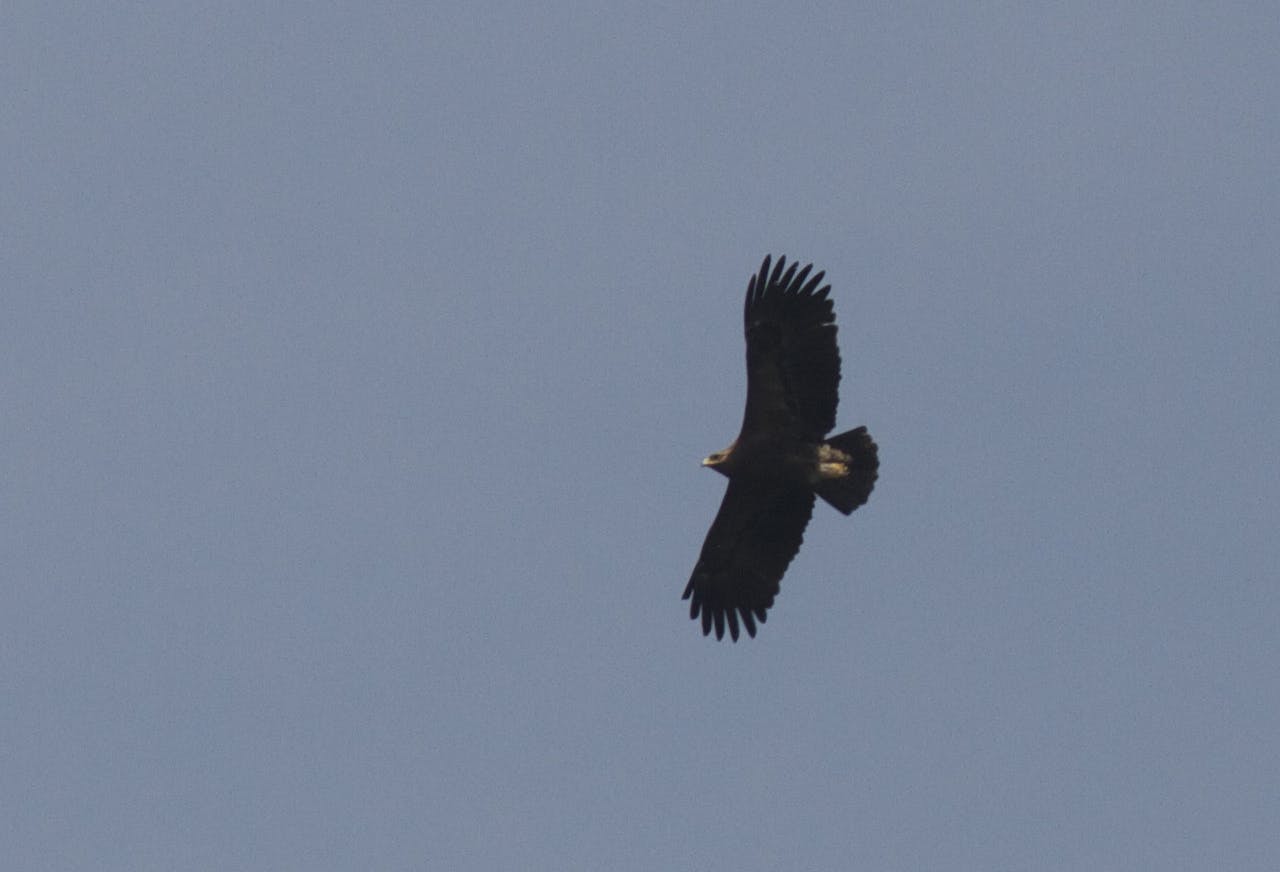 This Lesser Spotted Eagle (Clanga pomarina) was seen migrating with groups of Steppe Buzzards (Buteo vulpinus) over Kibale Forest National Park, Uganda, on 16 March, 2013.