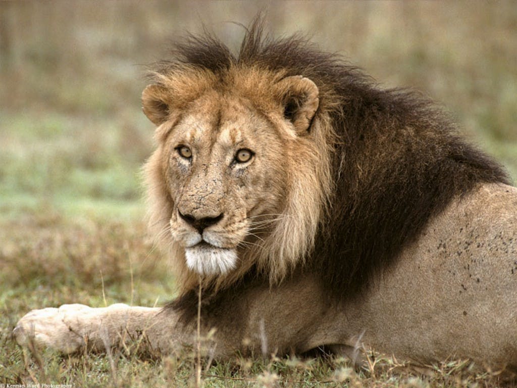 Sitting lion with a large mane.