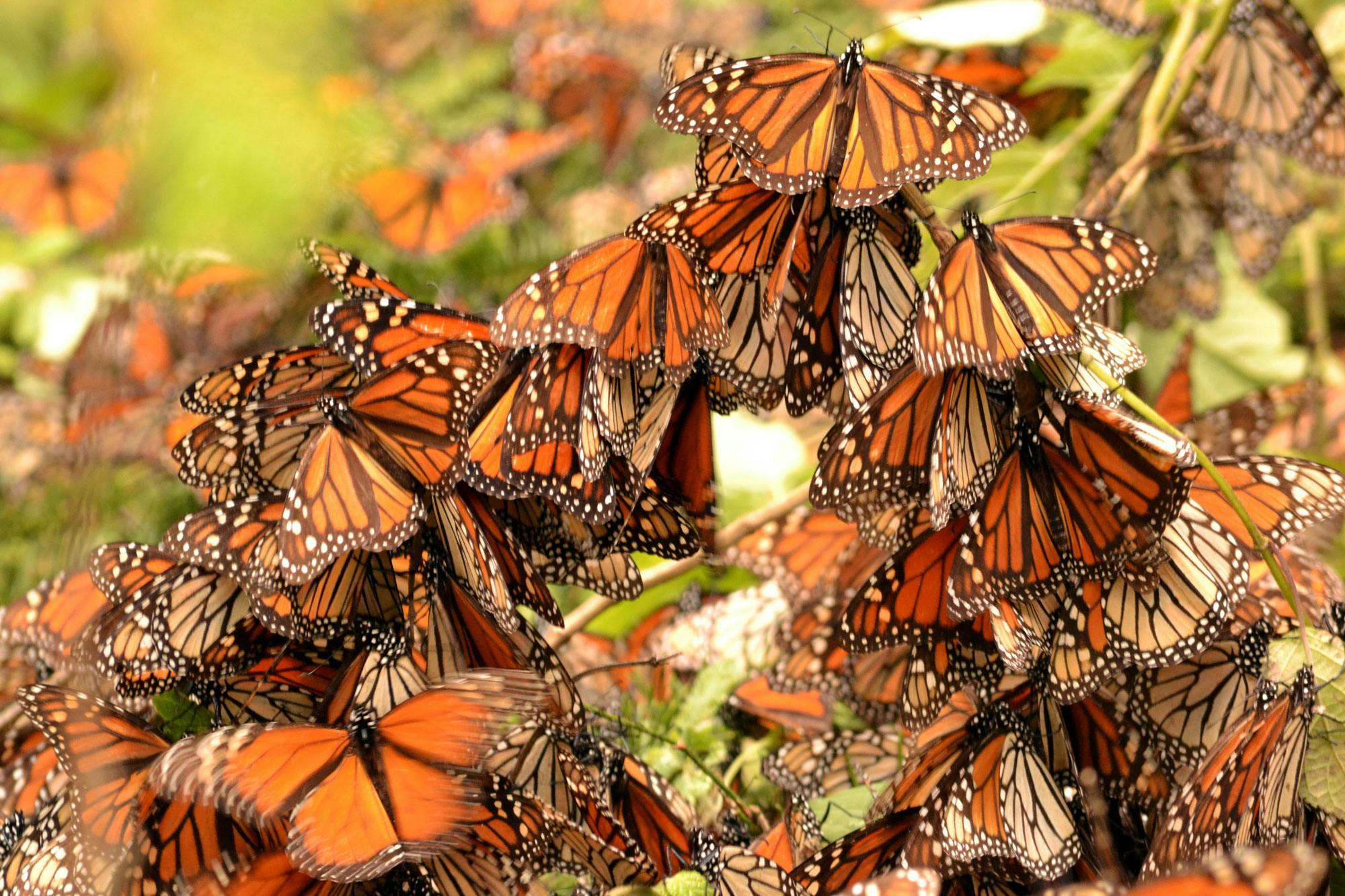 Dozens of orange and black monarch butterflies perch on tree branches, practically perching on top of one another. Some are blurred as they flap their wings.