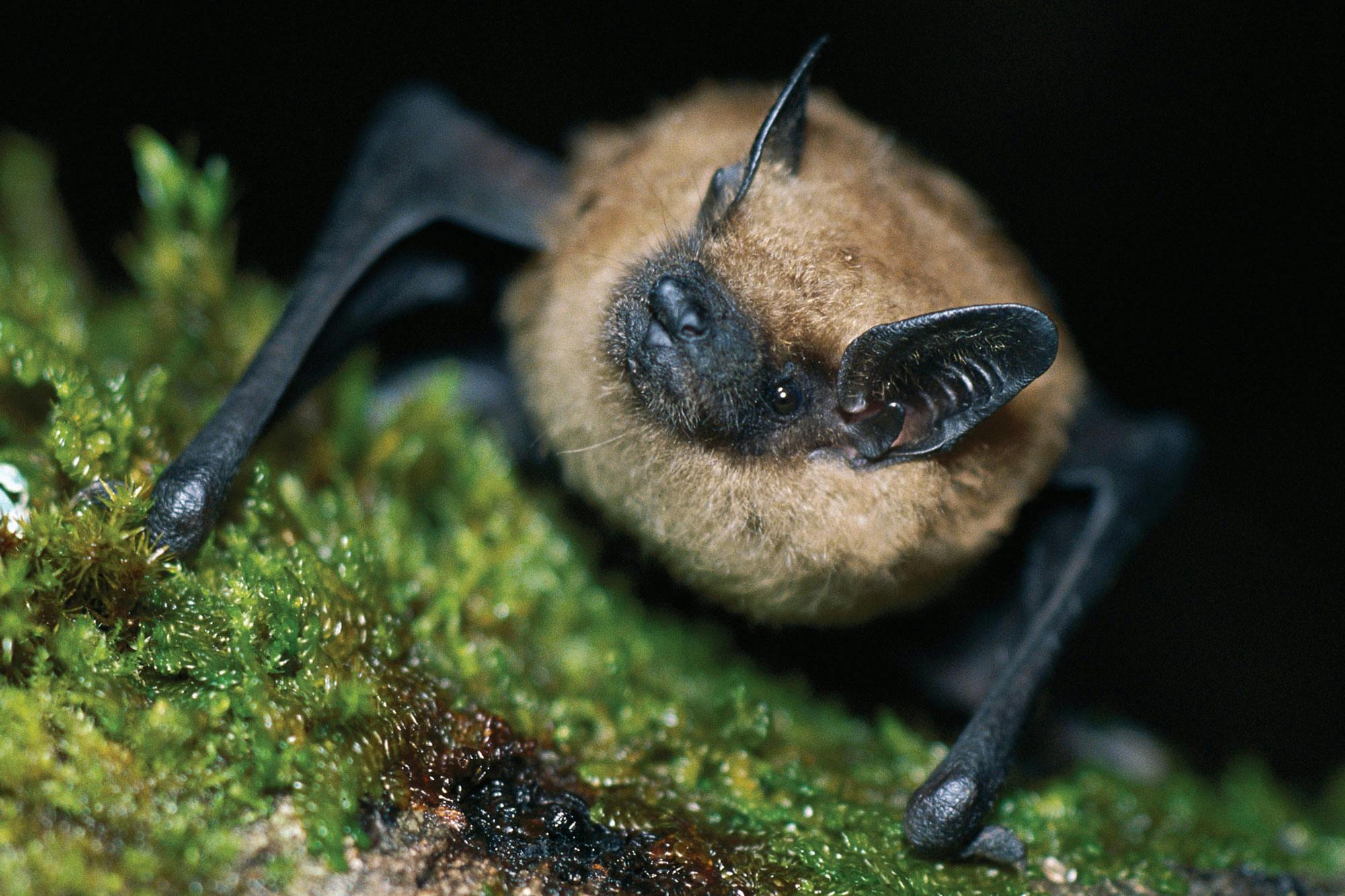 Close-up of a big brown bat perched on a mossy surface. Its fur is light brown and its face, ears, and wings are black.
