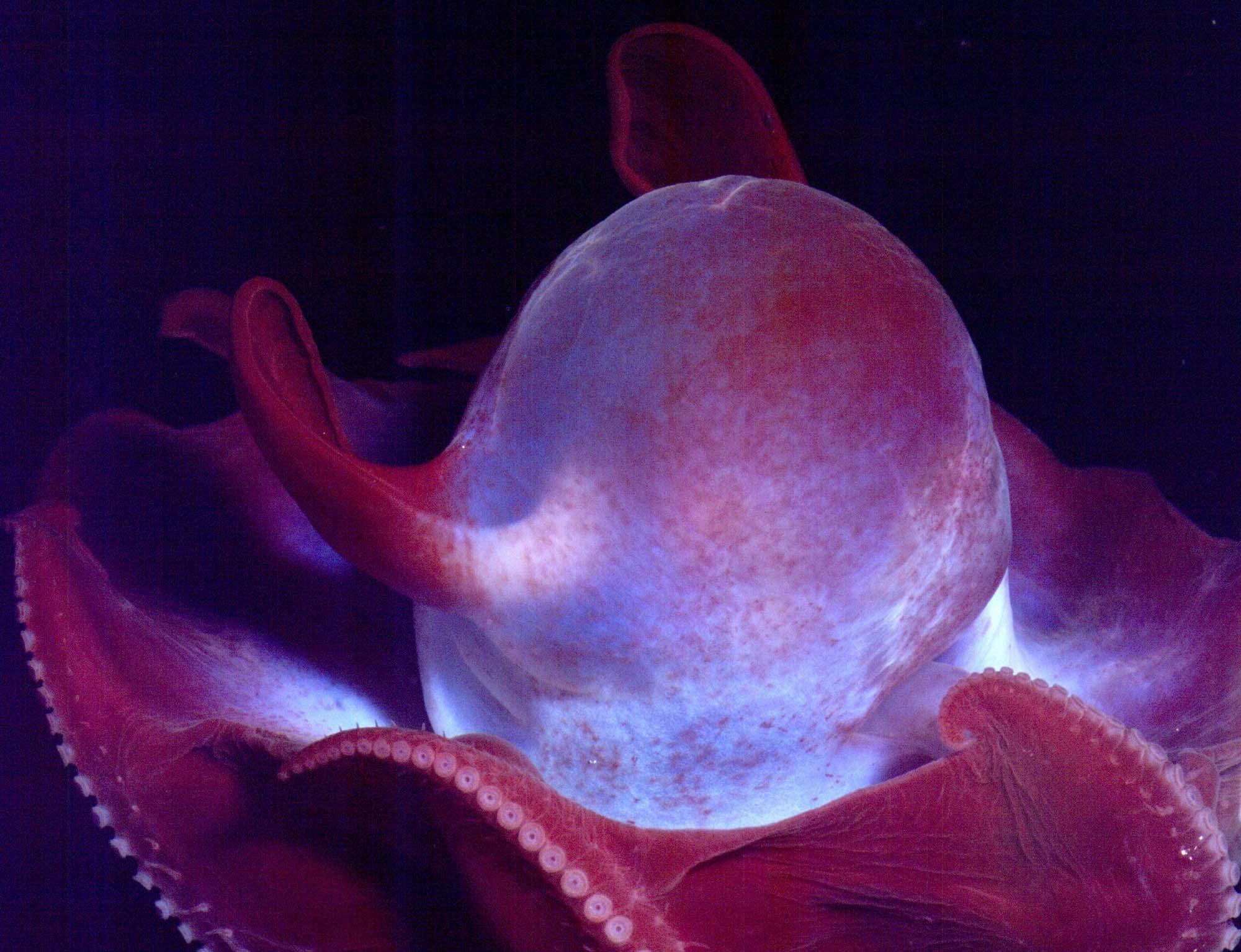 A purple-pink cirrate octopus that appears to be glowing blue at its center. It has two fins off the side of the head and appears to be moving through a pitch-black environment.