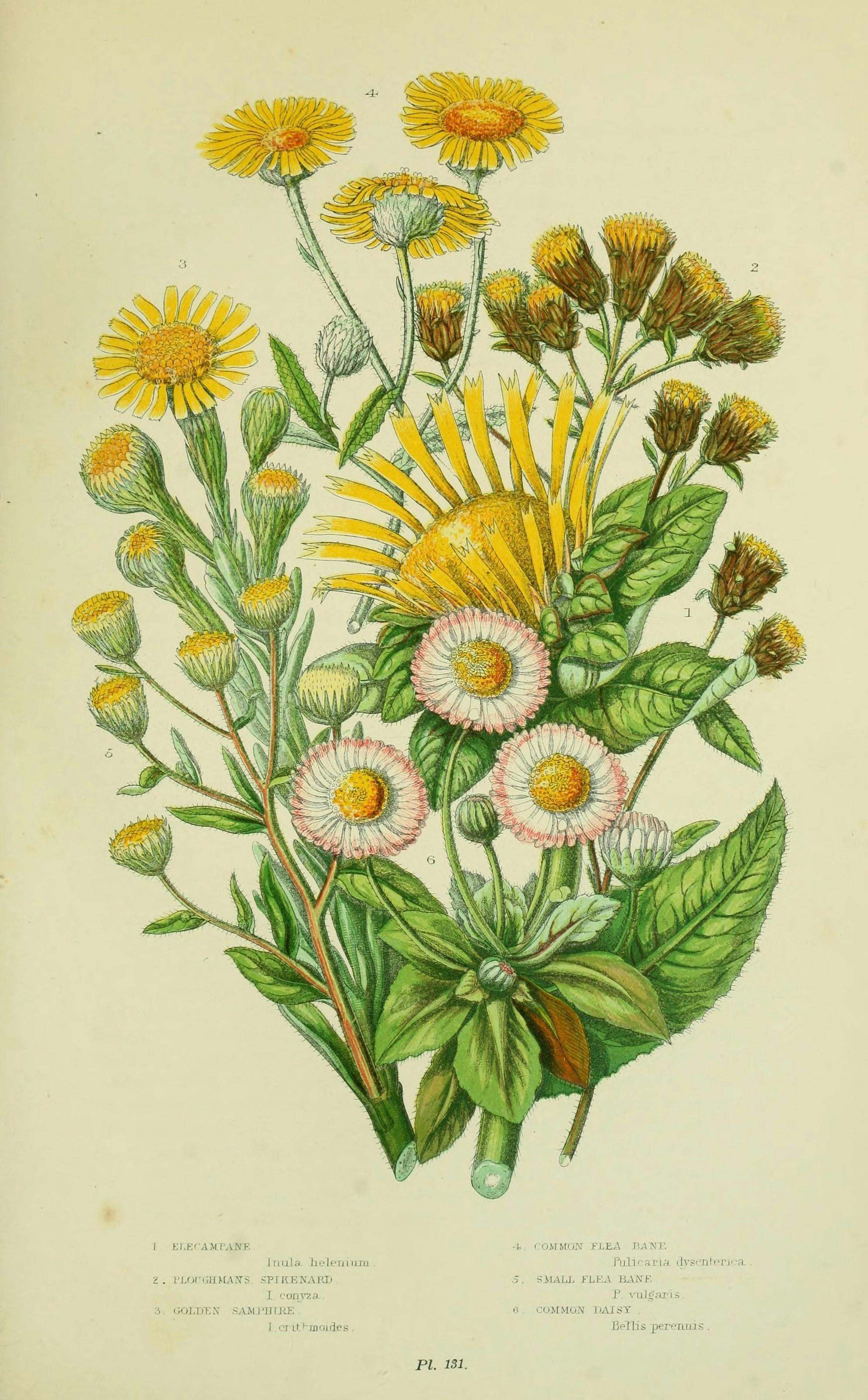 Botanical illustration of a bunch of yellow flowers, with three with and pink flowers in the center. The arrangement includes golden samphires, daisies, and flea banes.