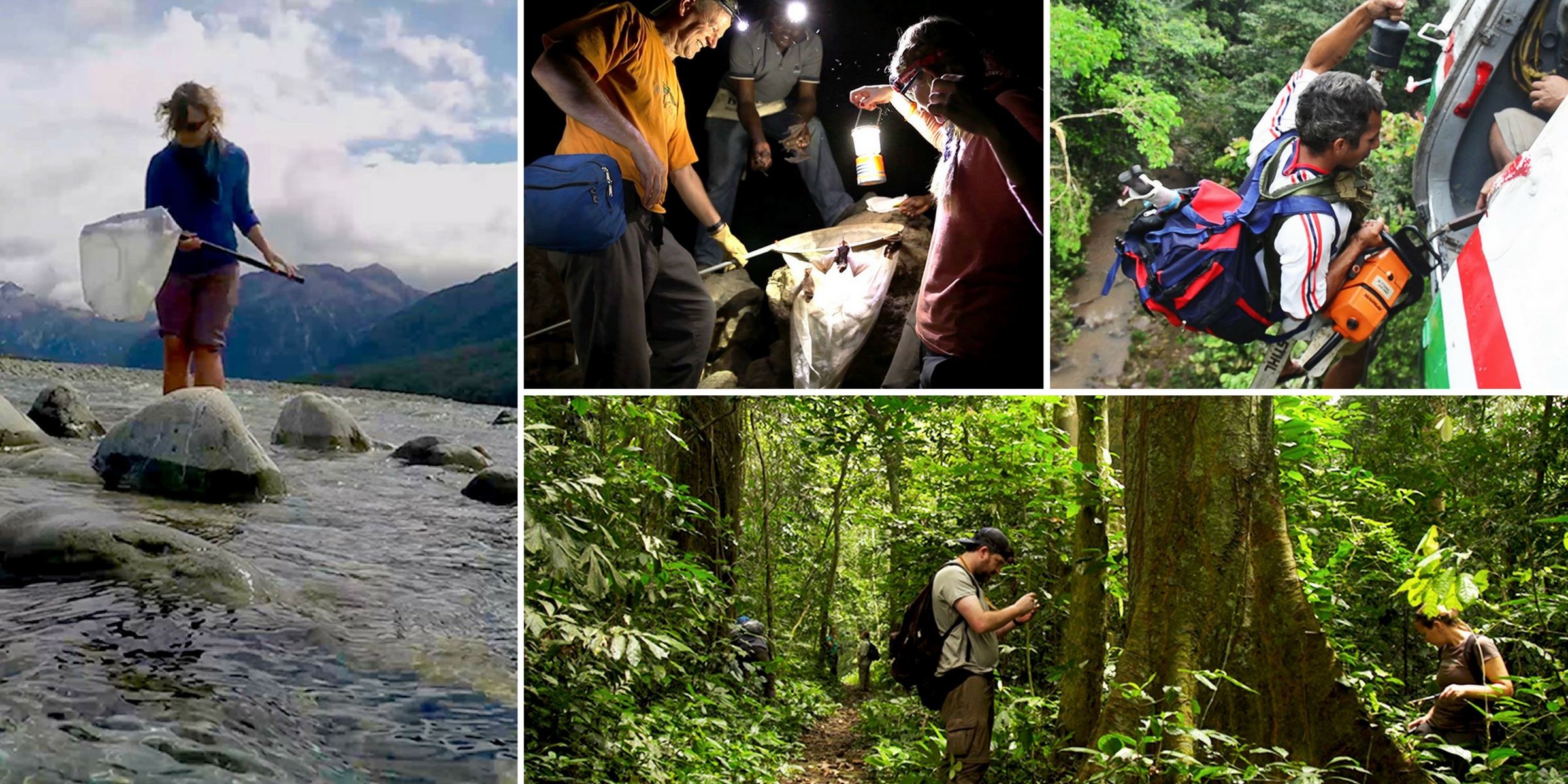 Collage of photos showing people out in in different environments: a woman using a net in a stream, two people inspecting trees in a forest, a man climbing out of a plane, and people holding lanterns