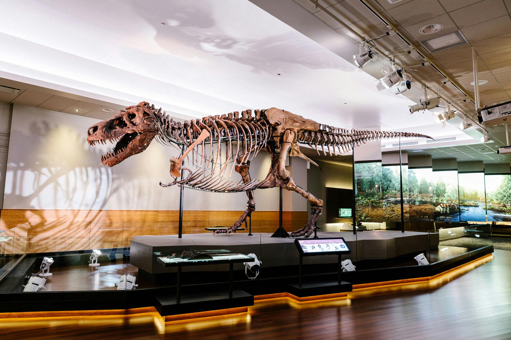 SUE the T. rex dinosaur skeleton on display in a museum gallery. Screens behind the dinosaur show a forest scene.