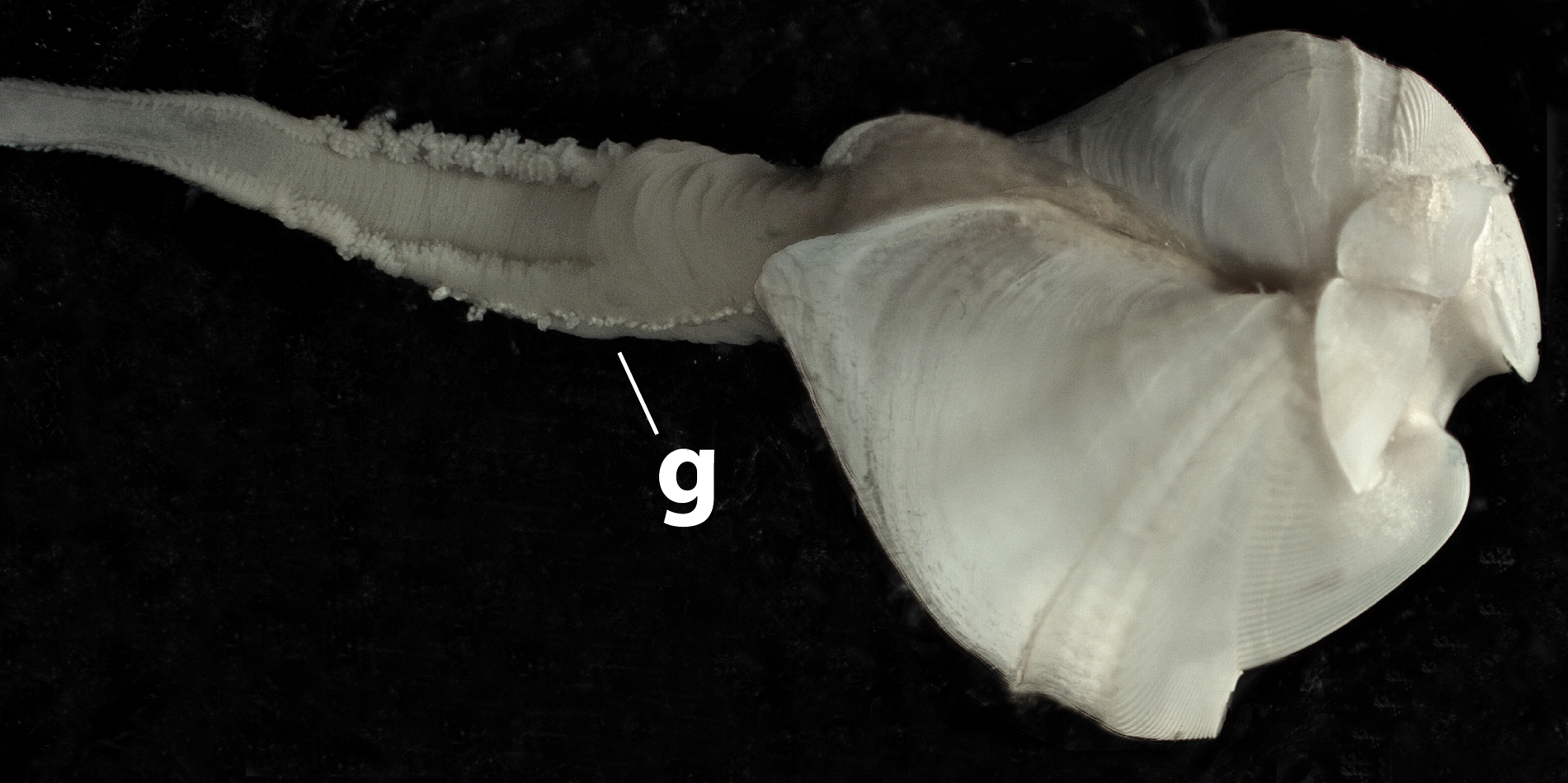 Close-up of a white clam with a long arm protruding from its shell, on a black background