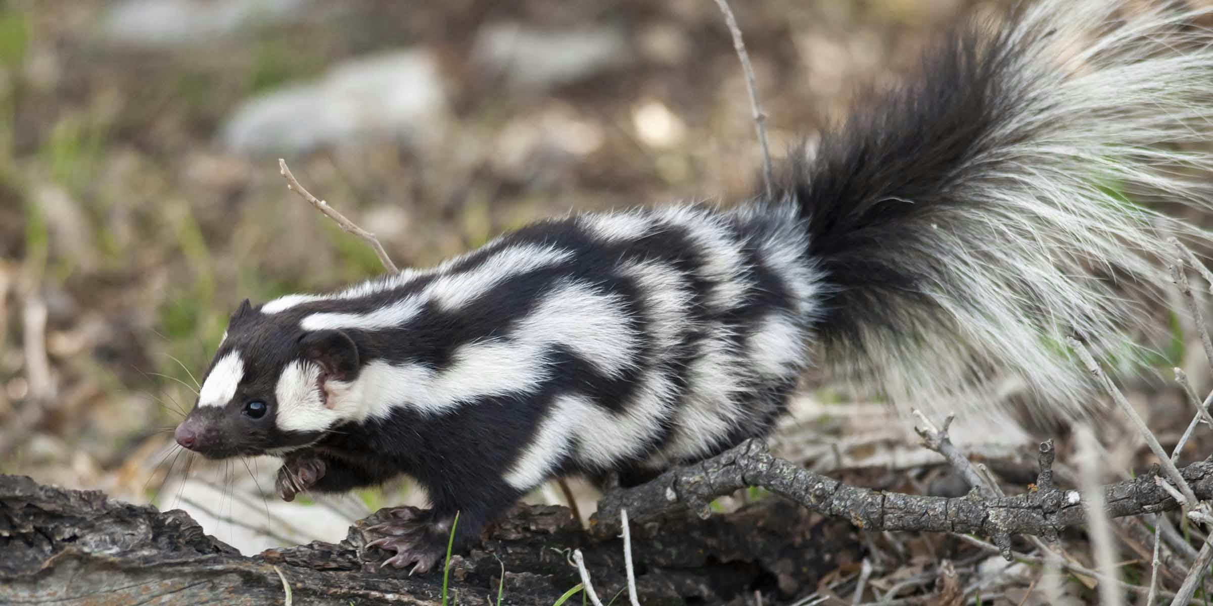 A skunk with a white zigzag pattern walking on a log