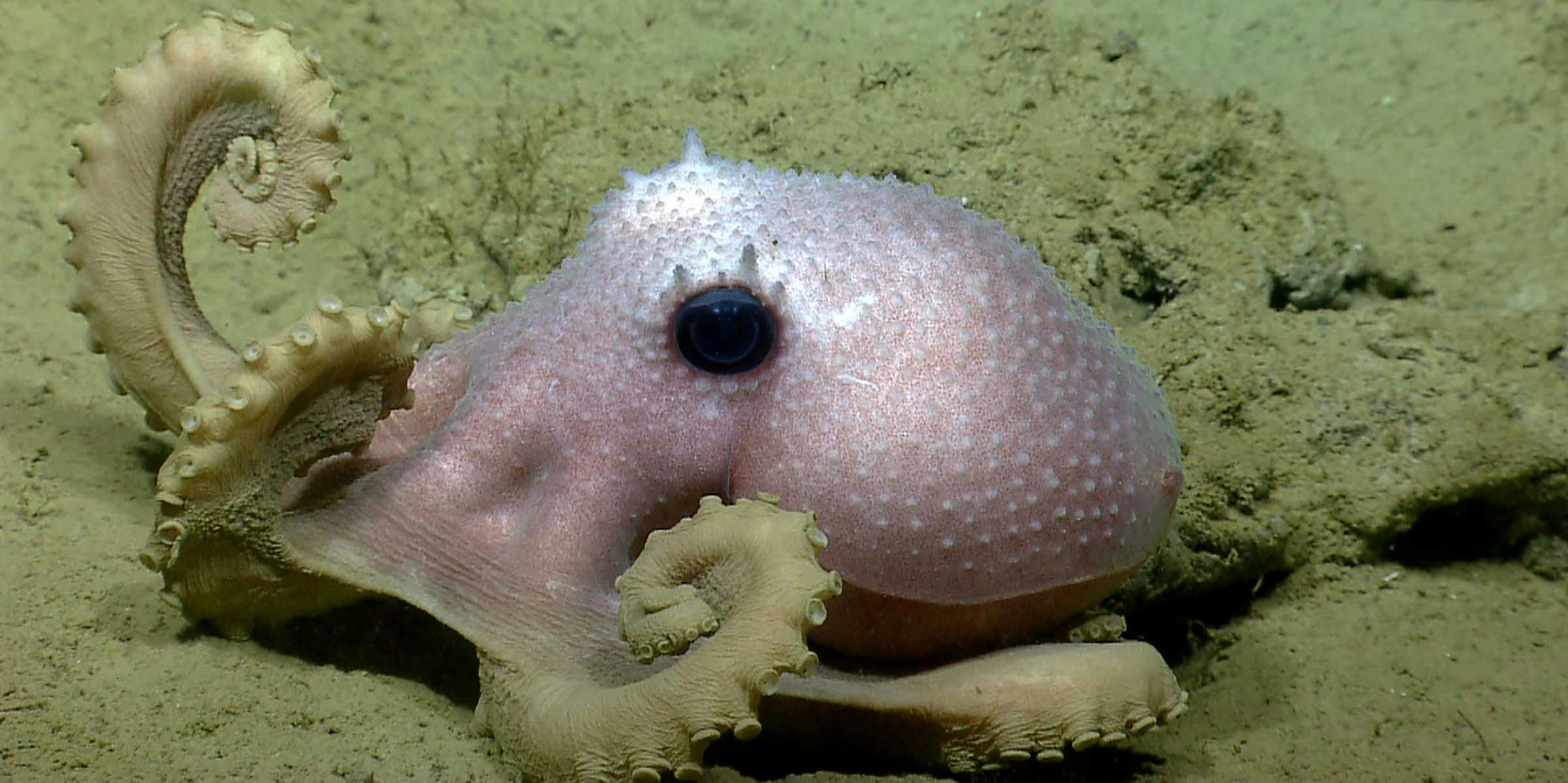 A pinkish purple octopus with a large black eye sitting on the ocean floor, with arms curled