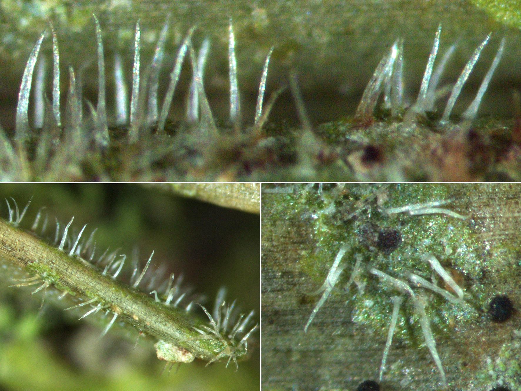 The tiny lichen Gyalectidium setiferum is spreading in central Europe on suitable evergreen plants due to global warming.