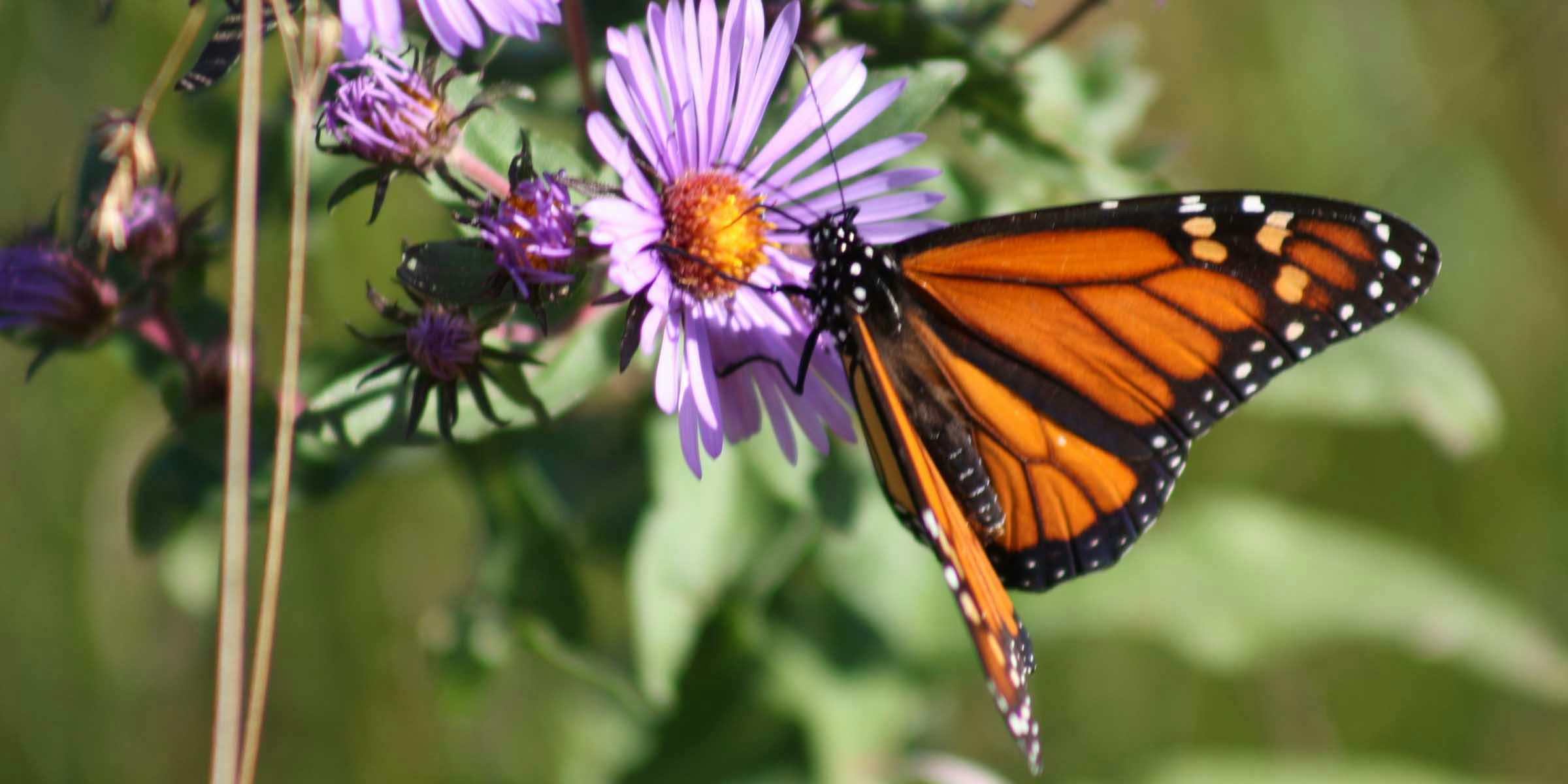 A bright orange and black butterfly on a purple flower with yellow center