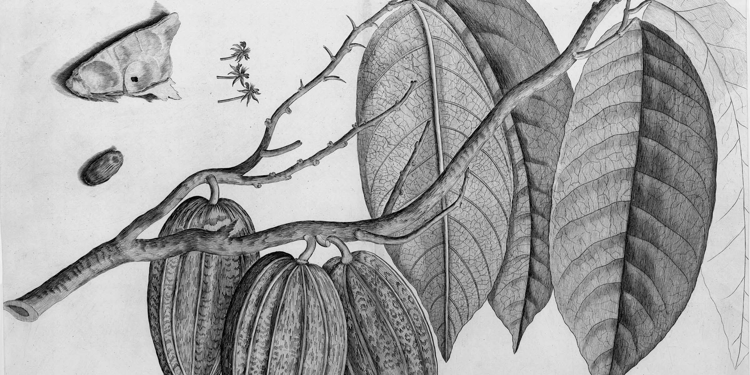 Black and white illustration of a branch with leaves and large football-shaped pods