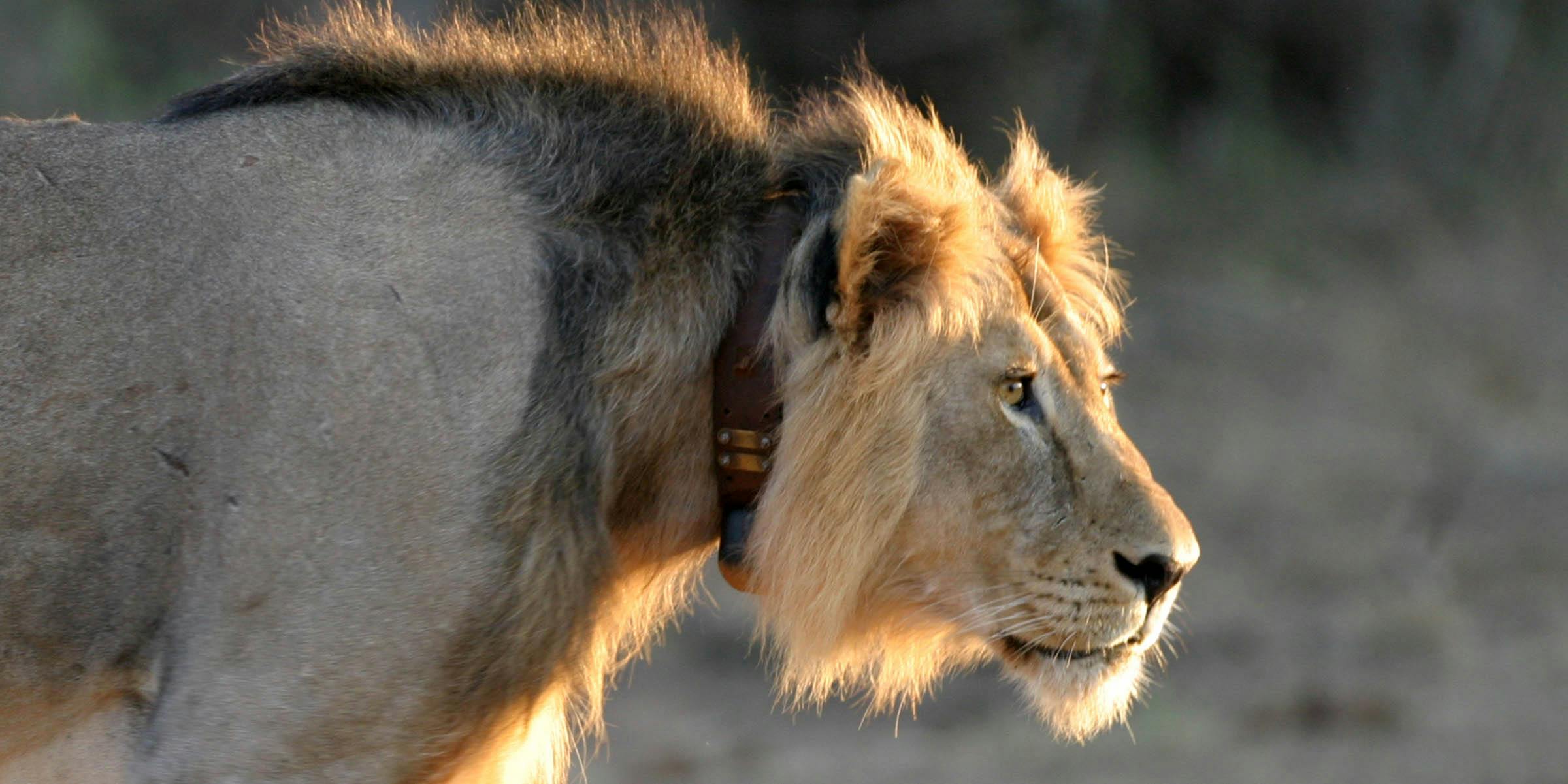 Close-up of a lion with a mane and a leather and metal collar around its neck