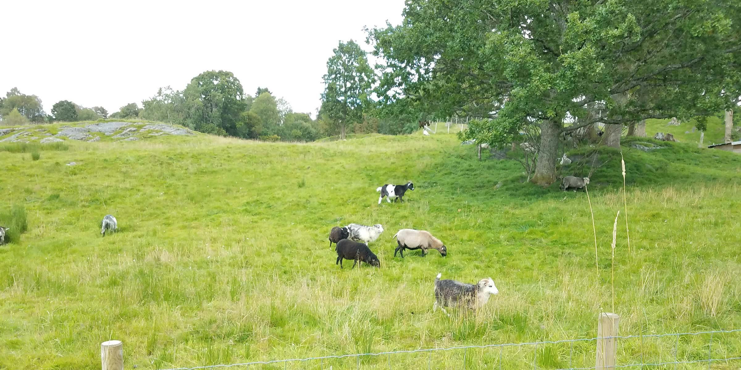 A bright green field with a large leafy tree and sheep grazing
