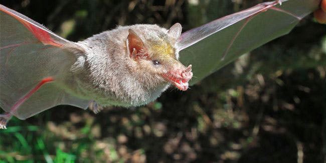 A brown bat with long nose and wings spread out