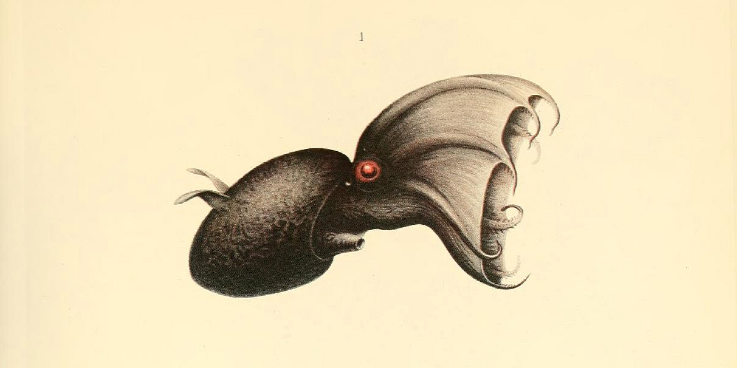 Illustration of a black squid with red eyes