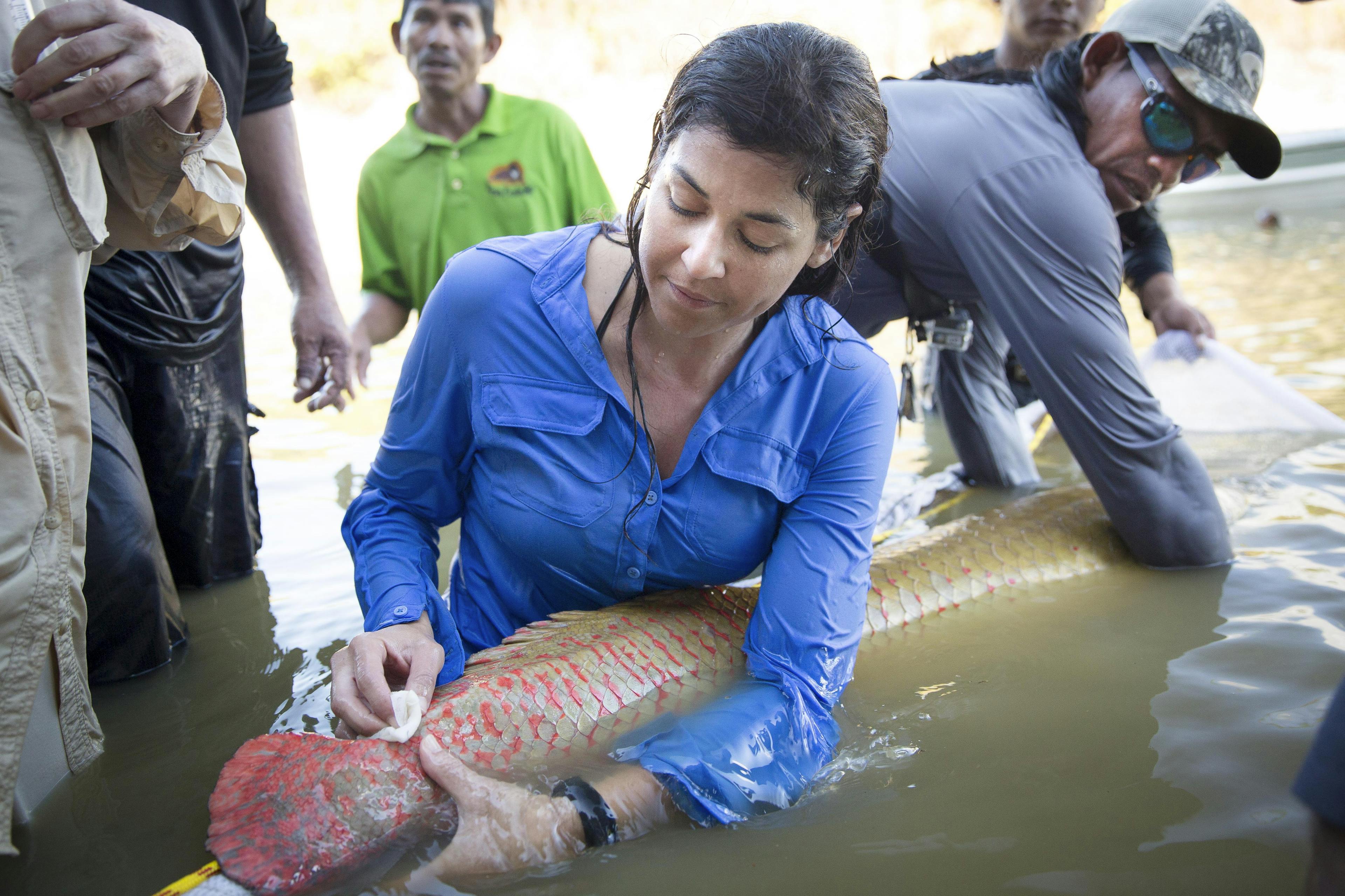 A woman, standing waist deep in water, tags an arapaima, a large freshwater fish. A man helps to hold the fish while several people in the background watch.