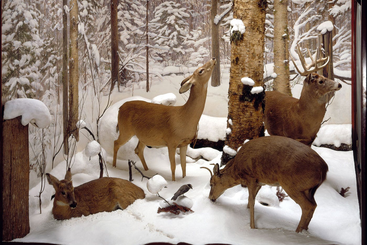 Peer into a winter forest without worrying about the cold—just one of the scenes in The Four Seasons of the White-tailed Deer dioramas by Carl Akeley.