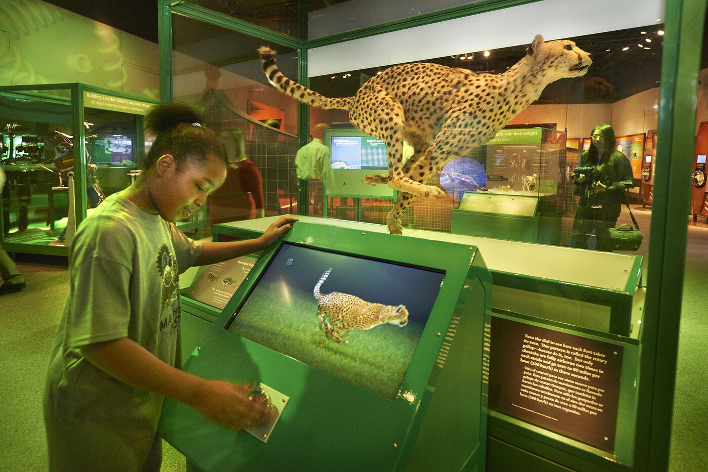 In a digital interactive, adjust a cheetah’s speed to see how its spine springs into action when it runs.