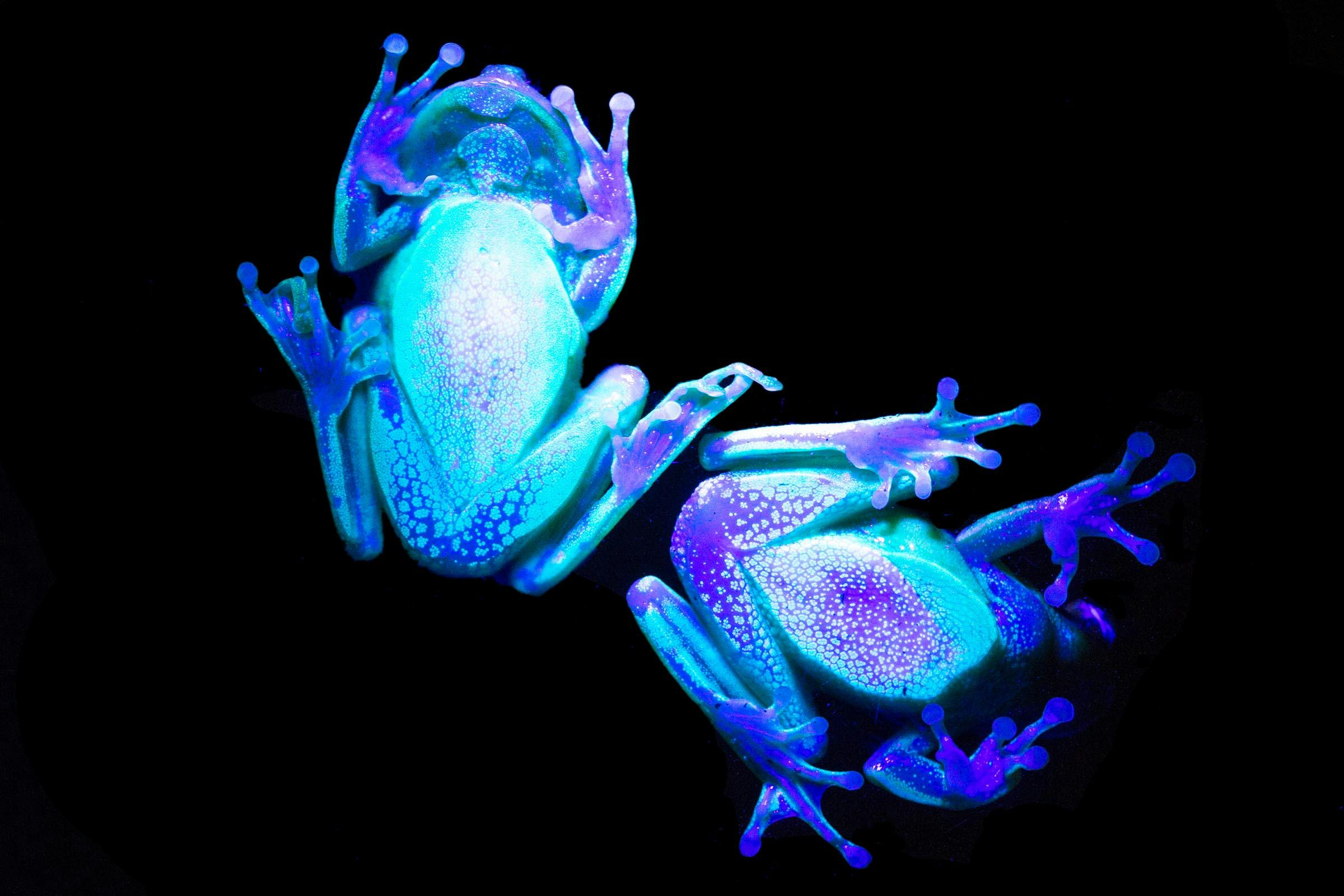 The underside of two frogs seen through glass, on a black background. They appear to glow shades of bright blue and purple.