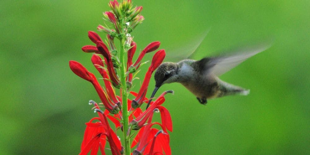 Hummingbird hovering near a plant with red flowers