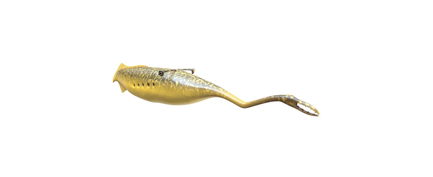 Tully Monster reconstruction by Sean McMahon