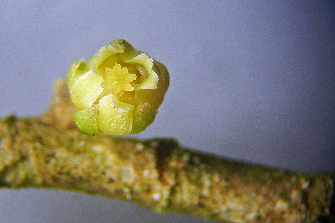 A small yellow bud on a branch.