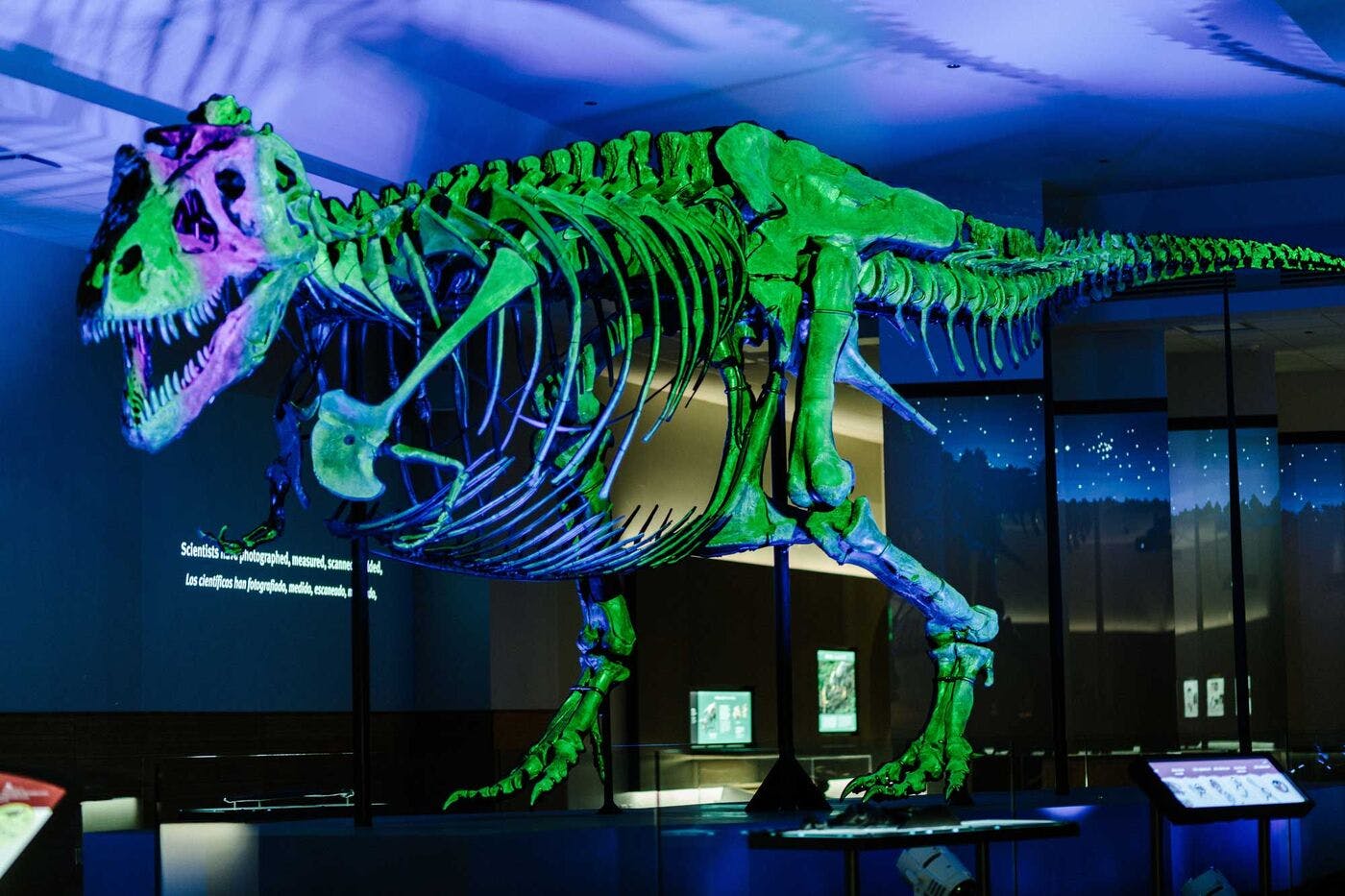 The skeleton of SUE the T. rex illuminated in green, blue, and purple lighting. 