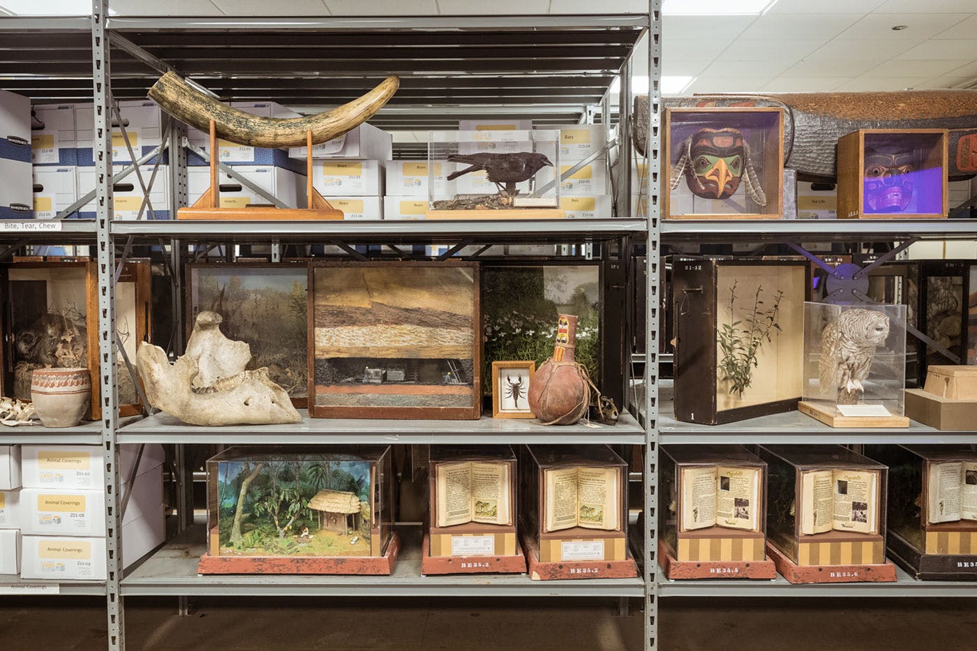 Dioramas and specimens are among the objects teachers can borrow from the Museum through the N.W. Harris Learning Collection.