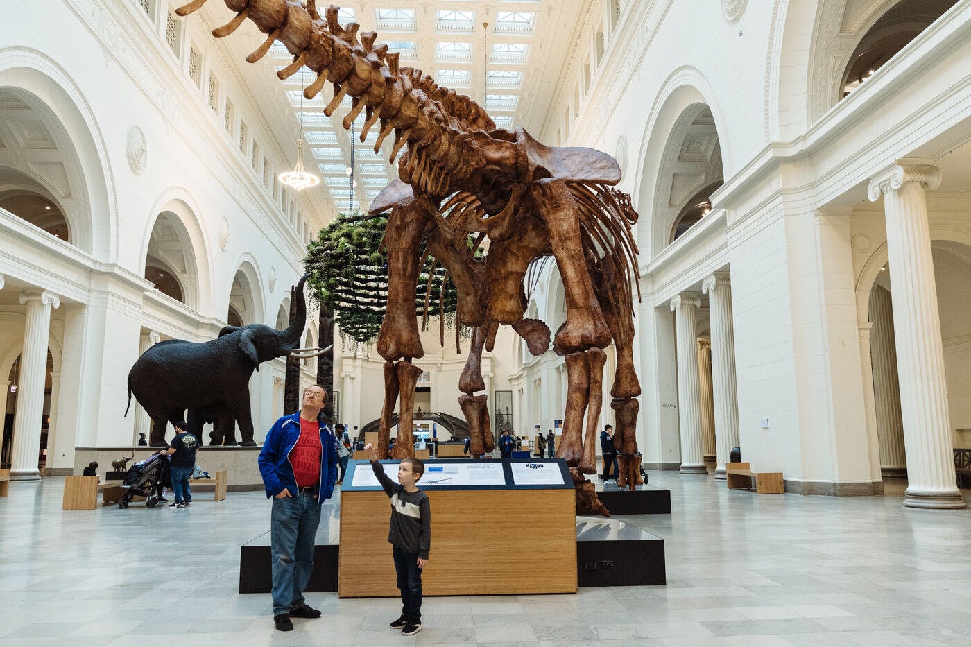 A man and a boy stand in Stanley Field Hall, looking up as the boy points up at the Maximo fossil.