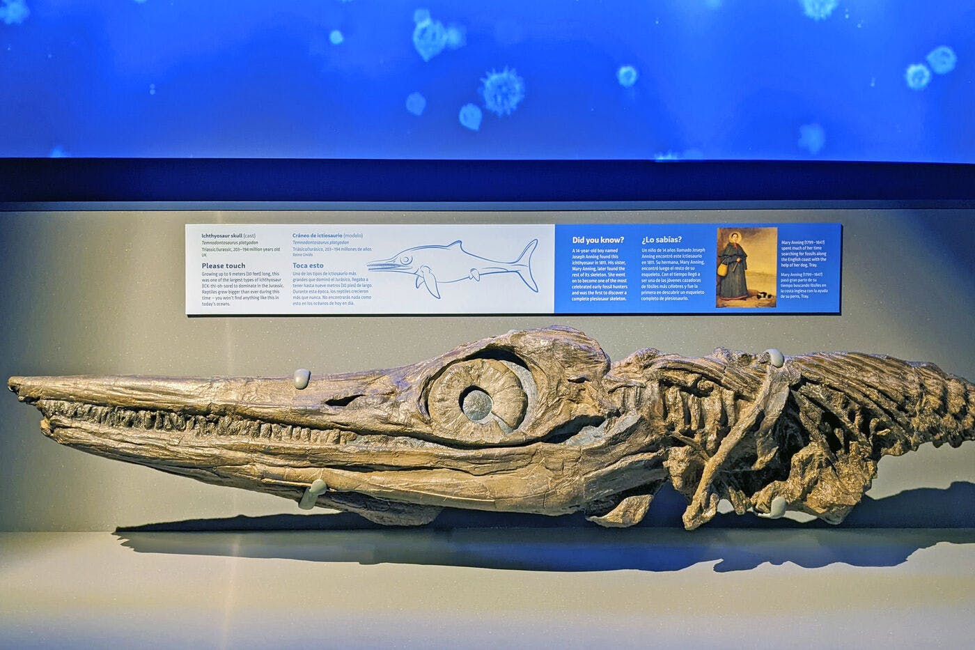 A cast of an Ichthyosaurus skull fossil, displayed in a museum exhibit, with graphic panels behind and dramatic lighting.